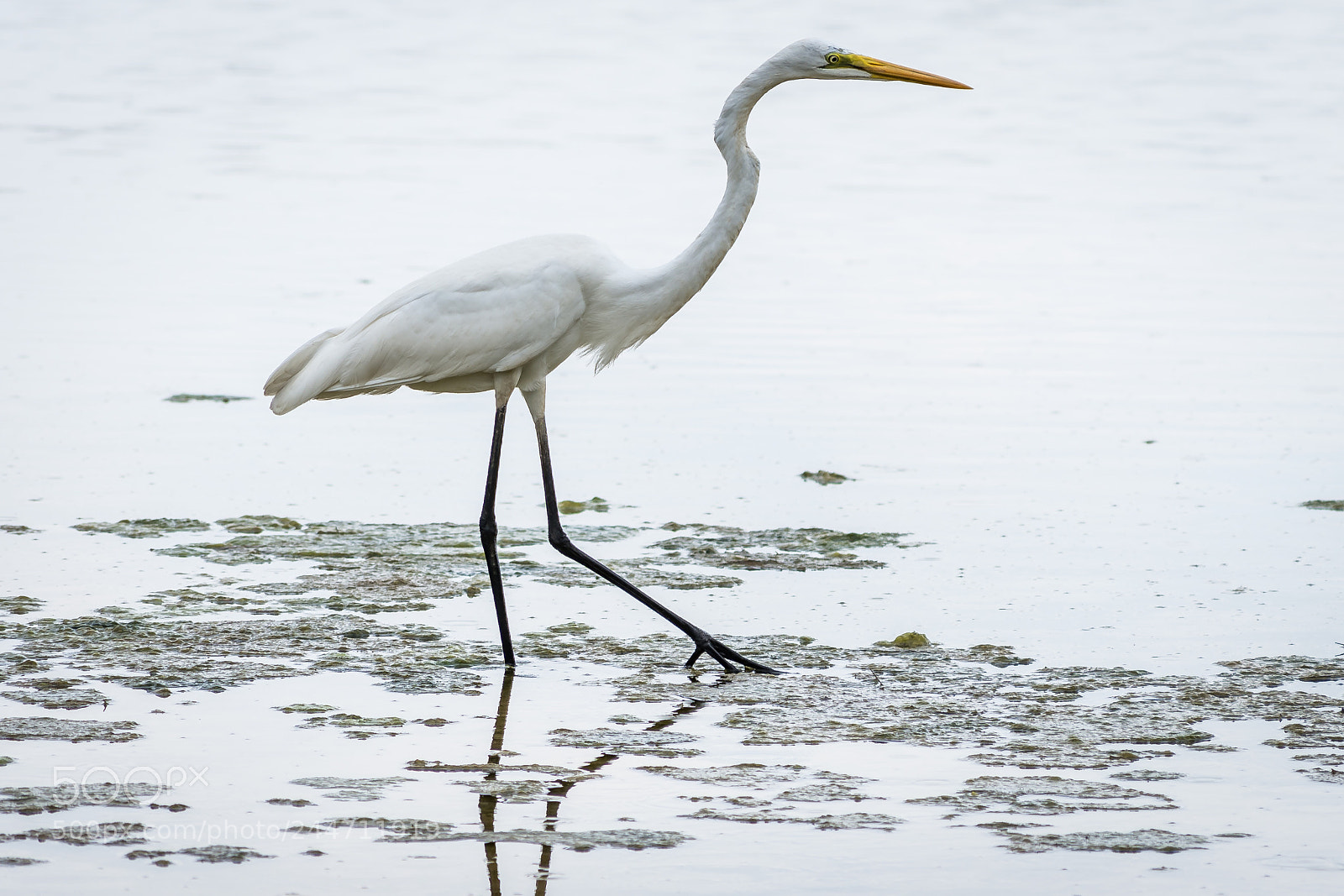 Nikon D7200 sample photo. Great white egret photography