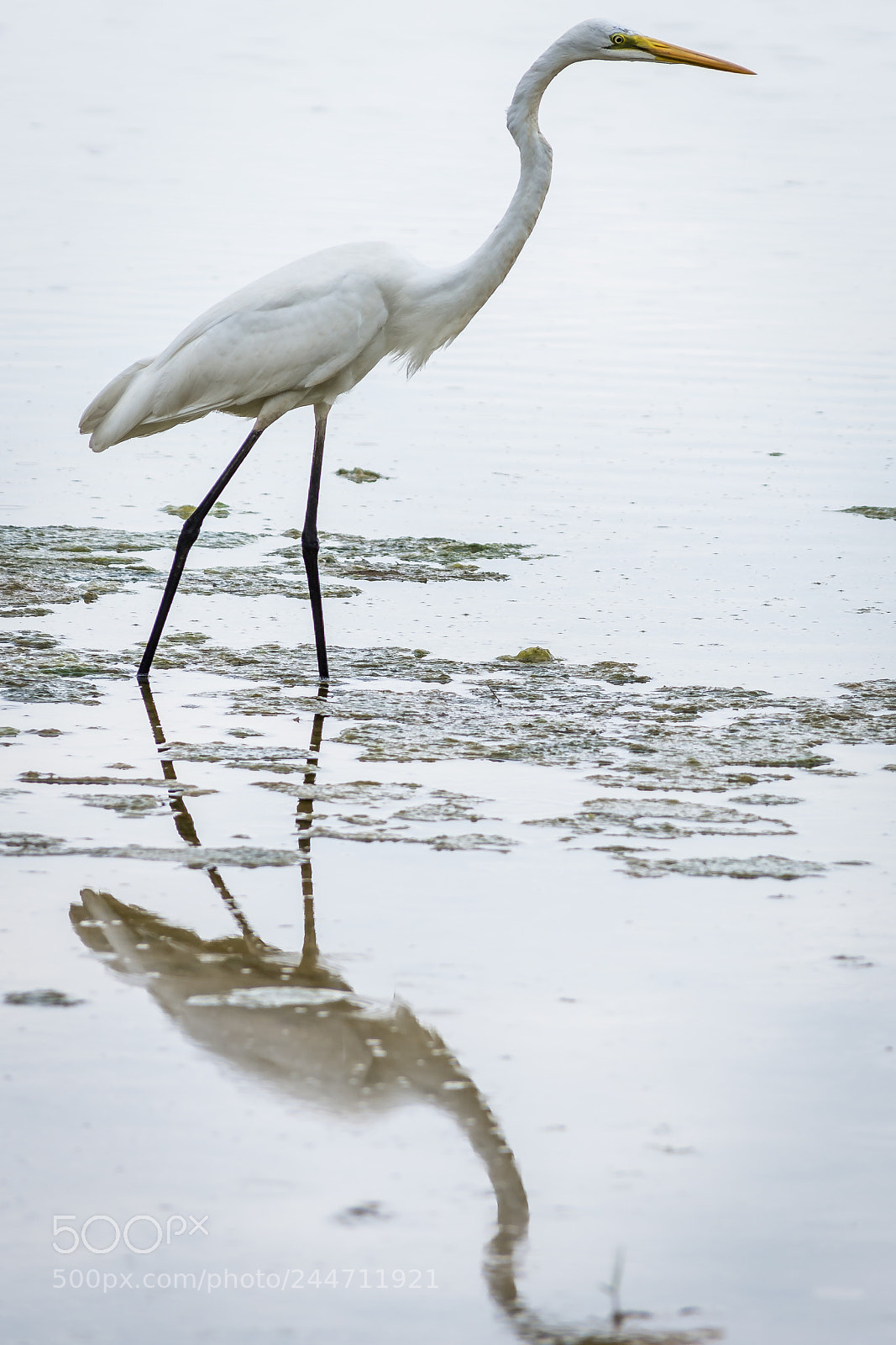 Nikon D7200 sample photo. Great white egret photography