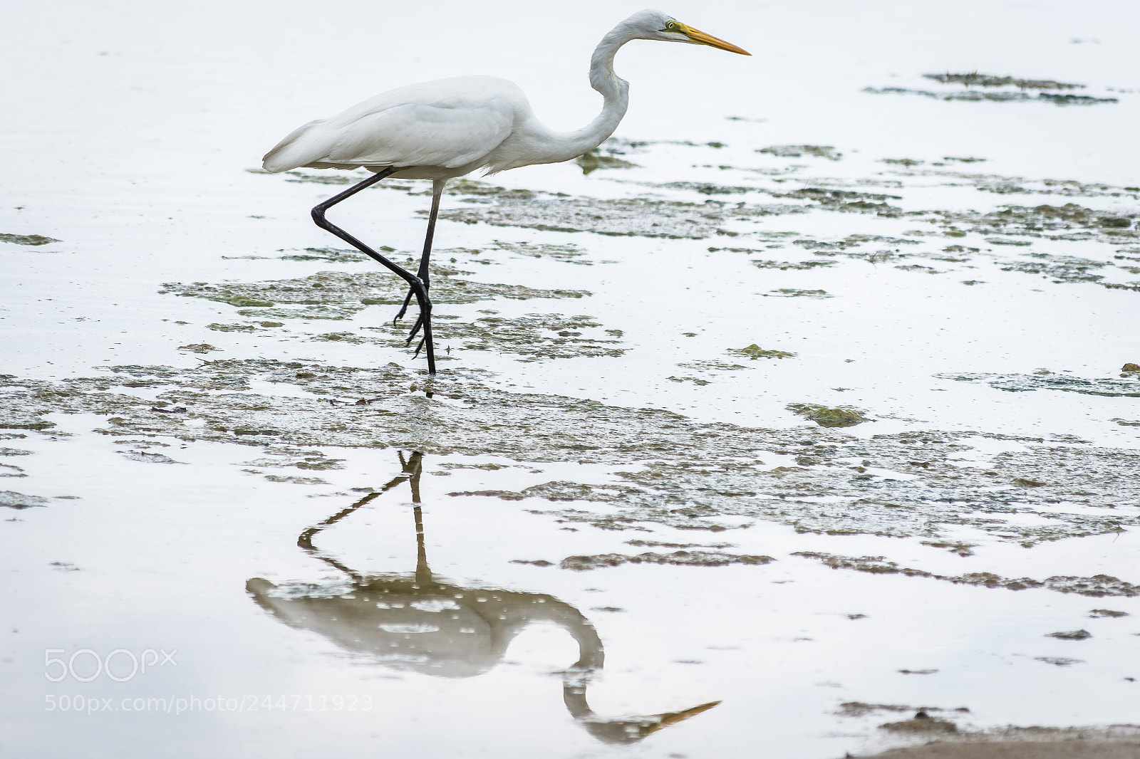 Nikon D7200 sample photo. Great white egret photography