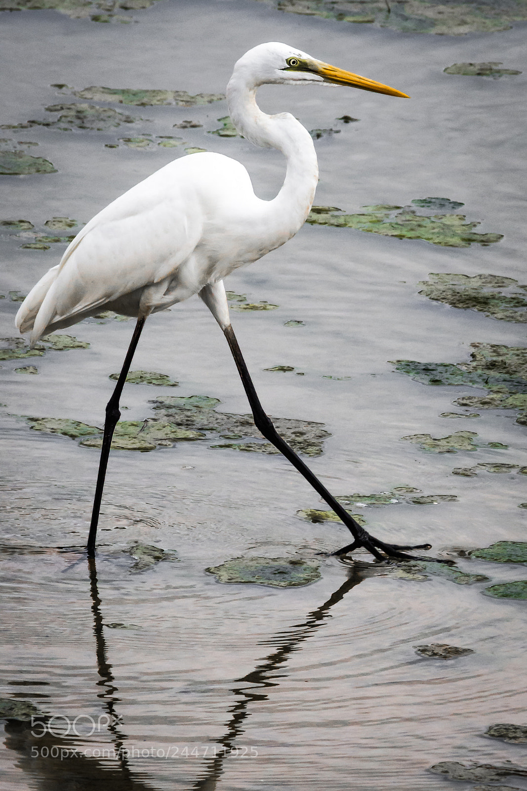 Nikon D7200 sample photo. Great white egret photography