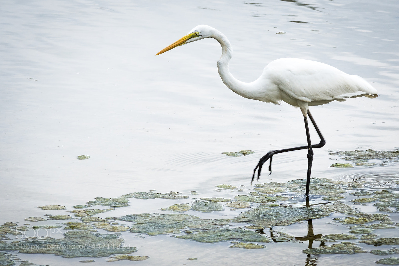 Nikon D7200 sample photo. Great white egret photography