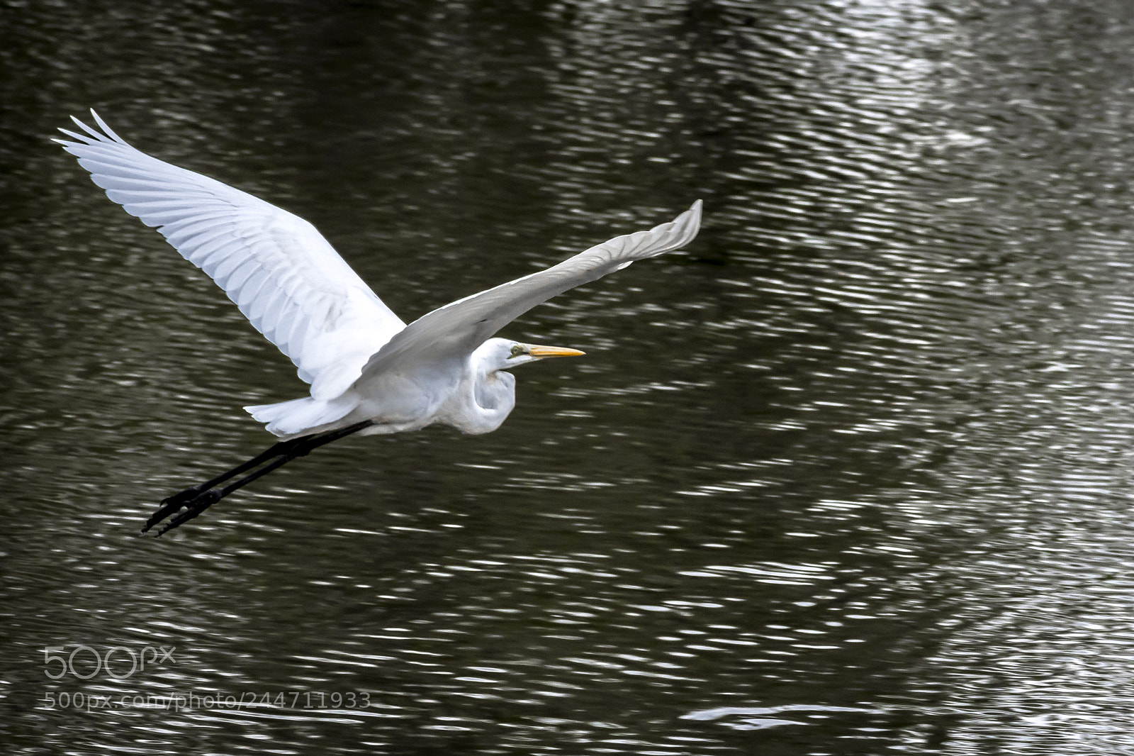 Nikon D7200 sample photo. Great white egret photography