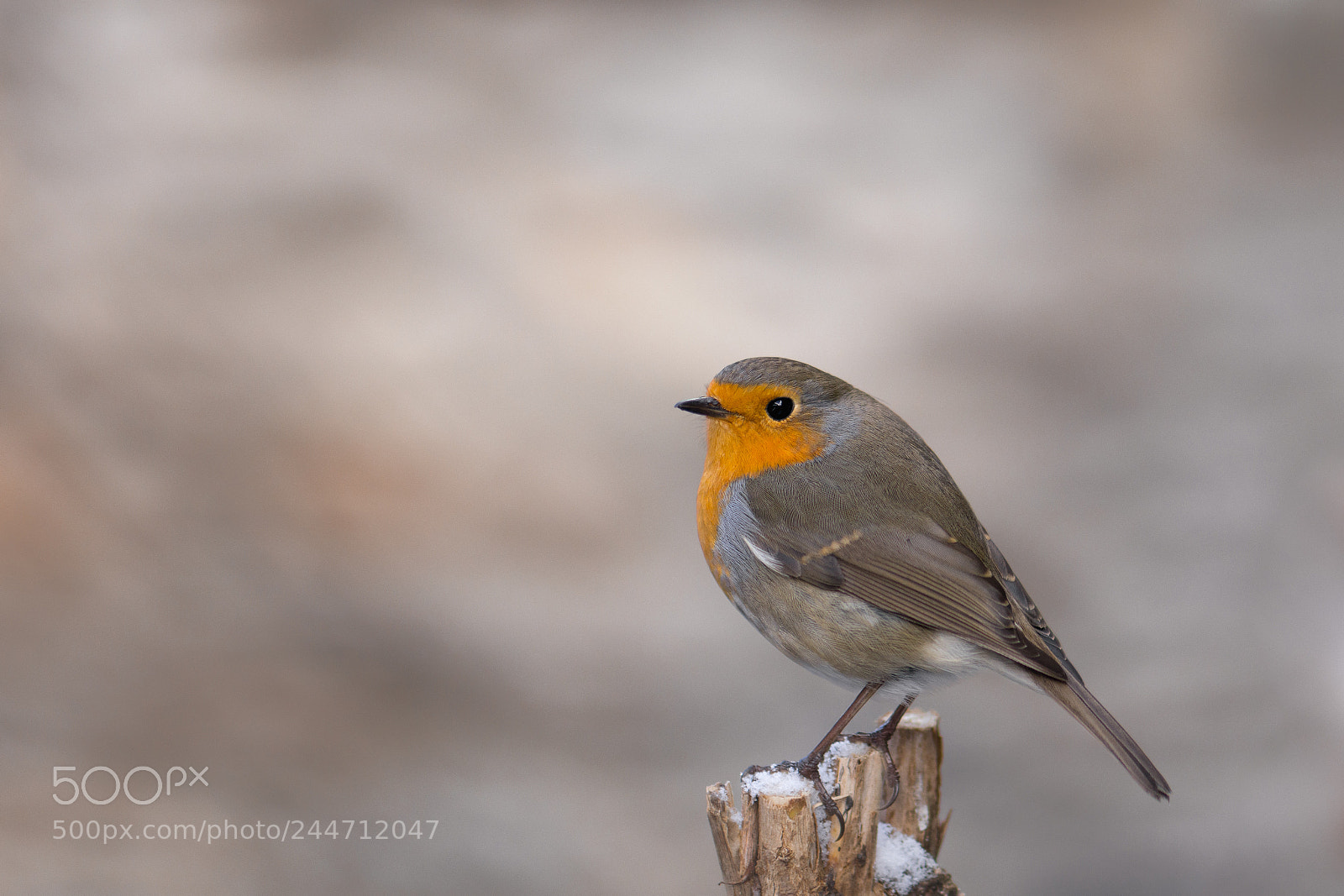Nikon D7200 sample photo. Robin photography