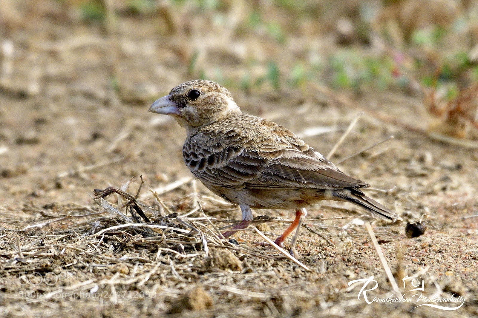 Nikon D500 sample photo. Black-crowned sparrow-lark female photography