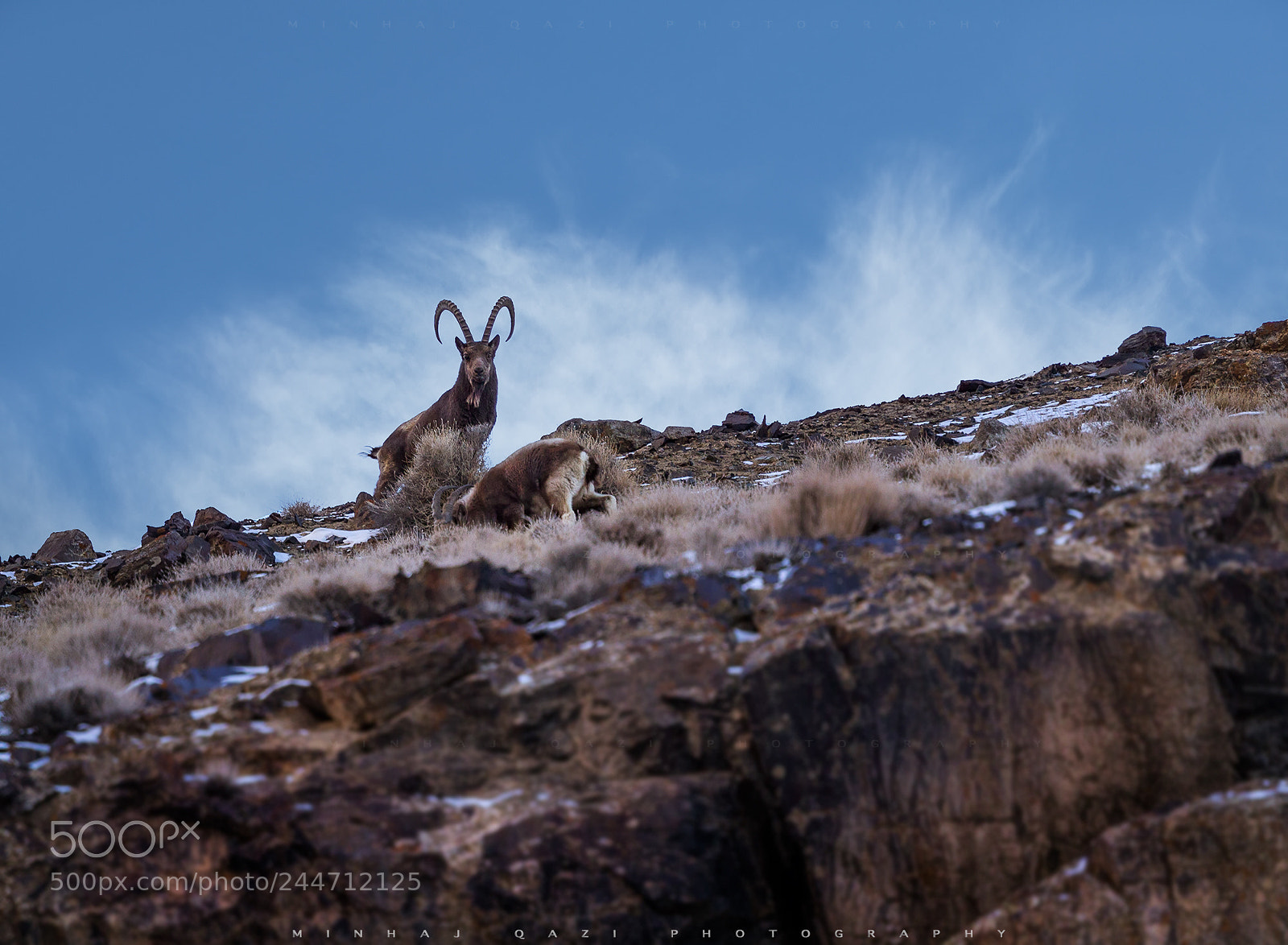 Canon EOS-1D X sample photo. Himalayan ibex photography