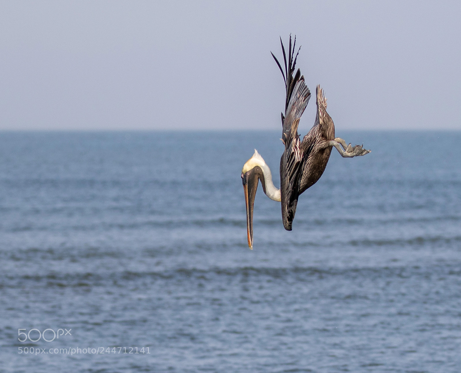 Canon EOS 7D Mark II sample photo. Pelican in action photography