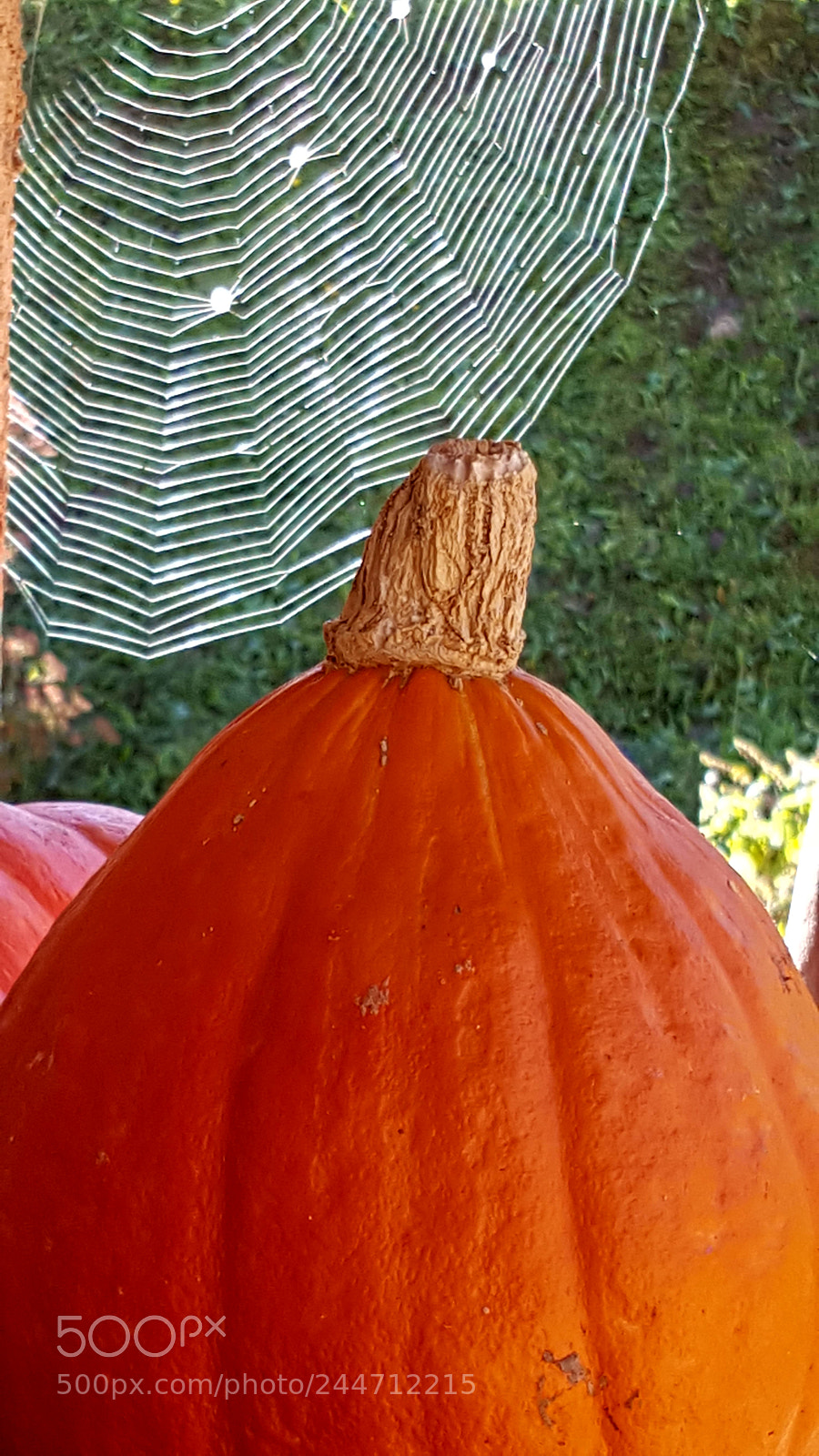 Samsung Galaxy S6 sample photo. La courge et la photography