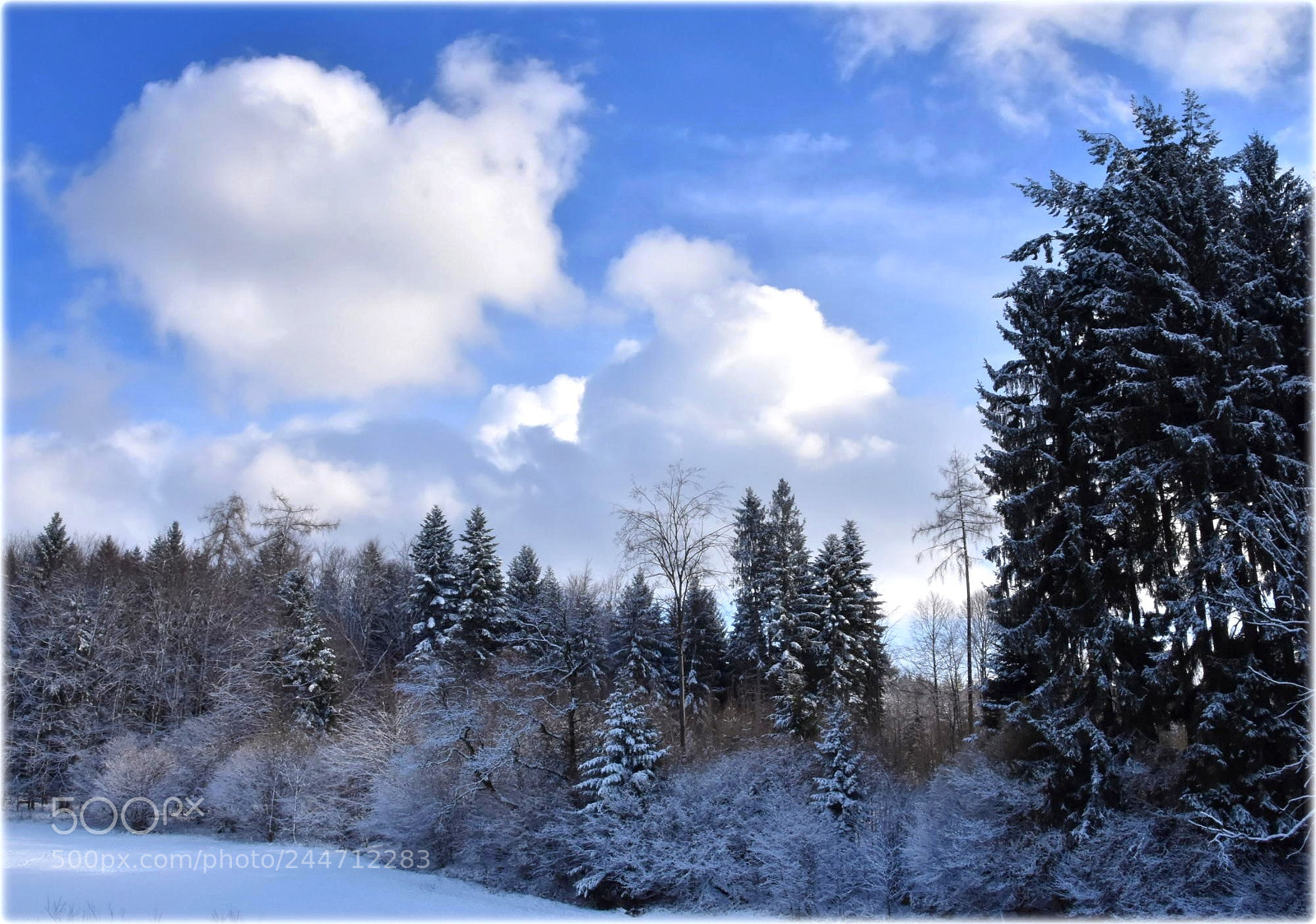 Nikon D7200 sample photo. "sunny winterforrest" photography