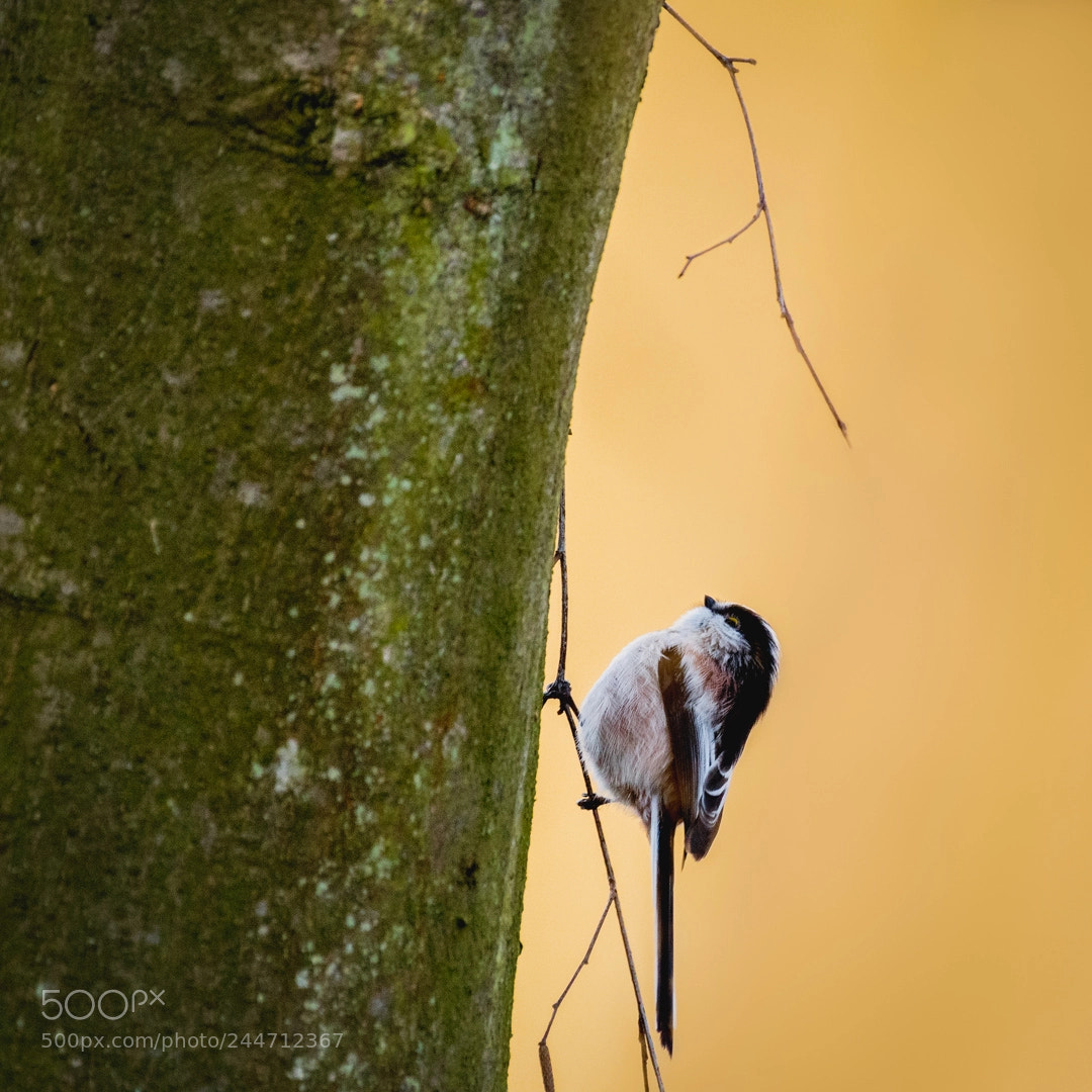 Nikon D500 sample photo. Staartmees (aegithalos caudatus) photography