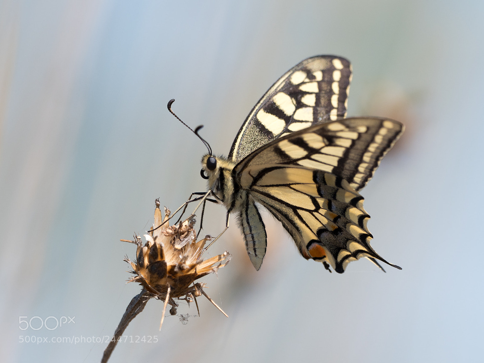 Olympus OM-D E-M1 Mark II sample photo. Swallowtail photography