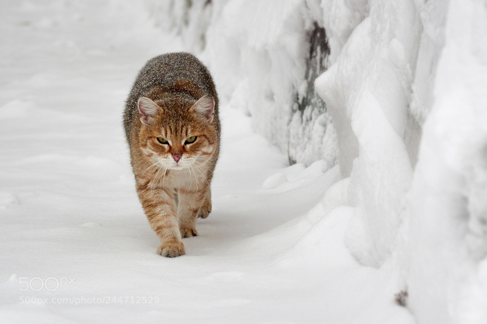 Olympus OM-D E-M1 Mark II sample photo. Снежный кот photography