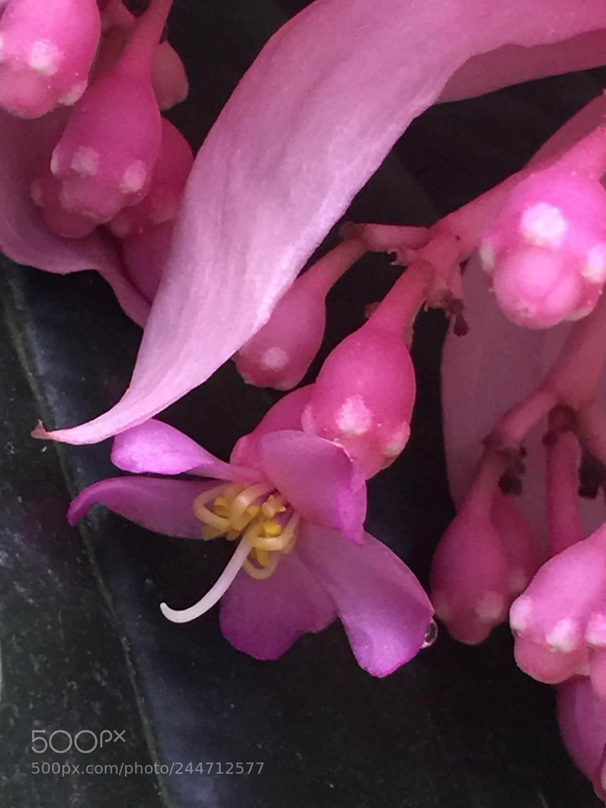 Apple iPhone 6 Plus sample photo. Medinilla diagonal photography
