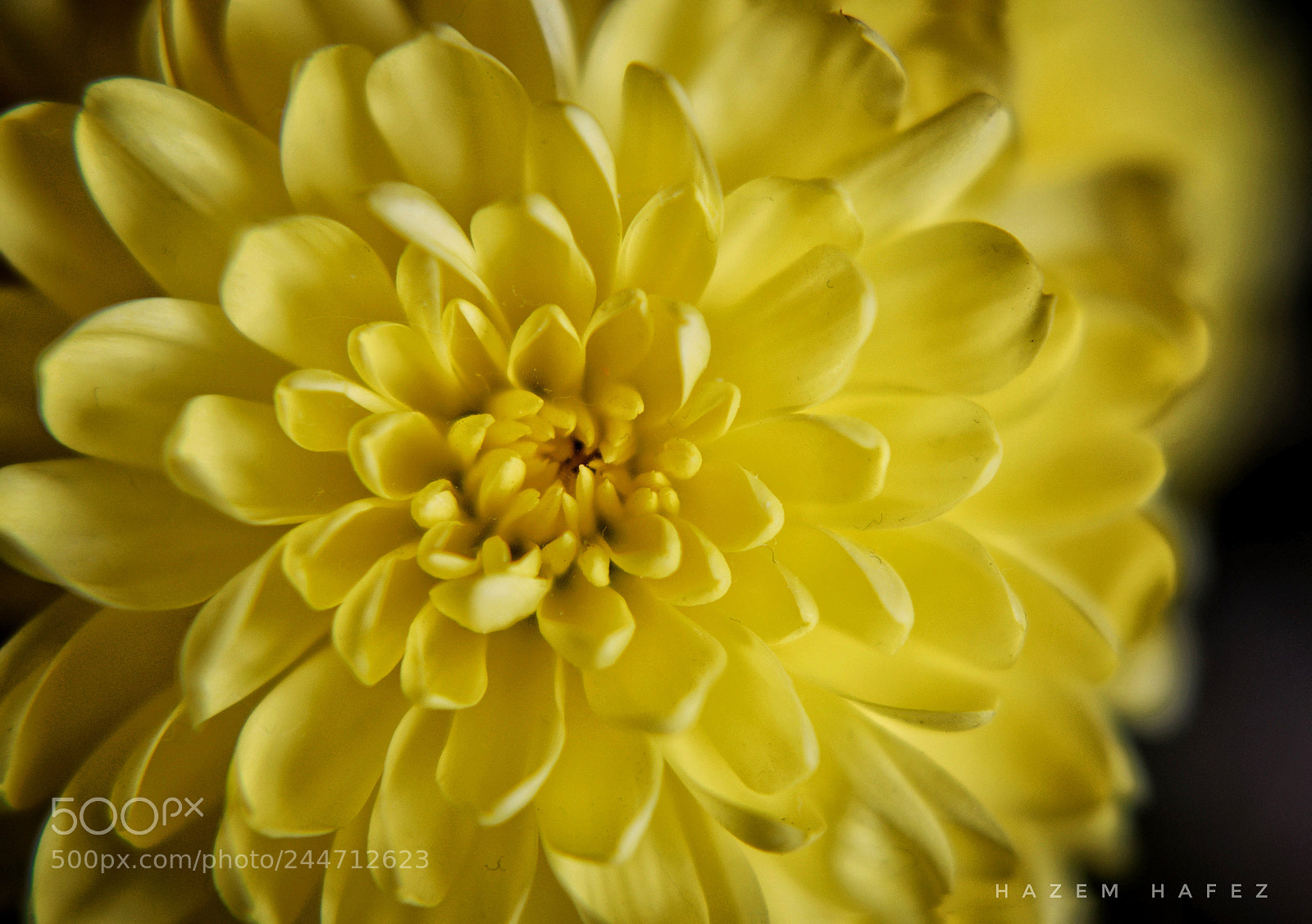 Nikon D610 sample photo. Sunshine .. photography