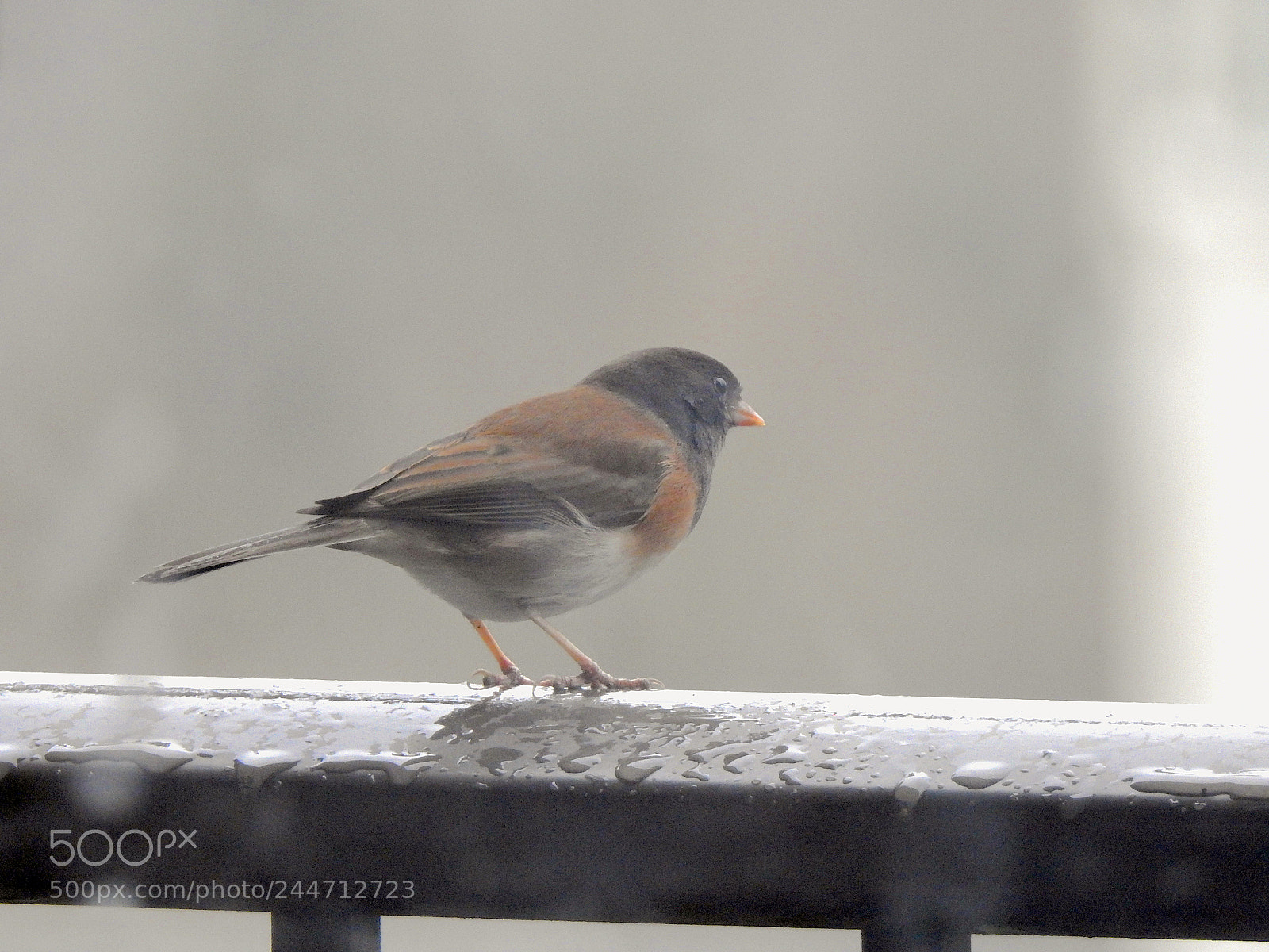 Nikon Coolpix P900 sample photo. Dark eyed junco photography