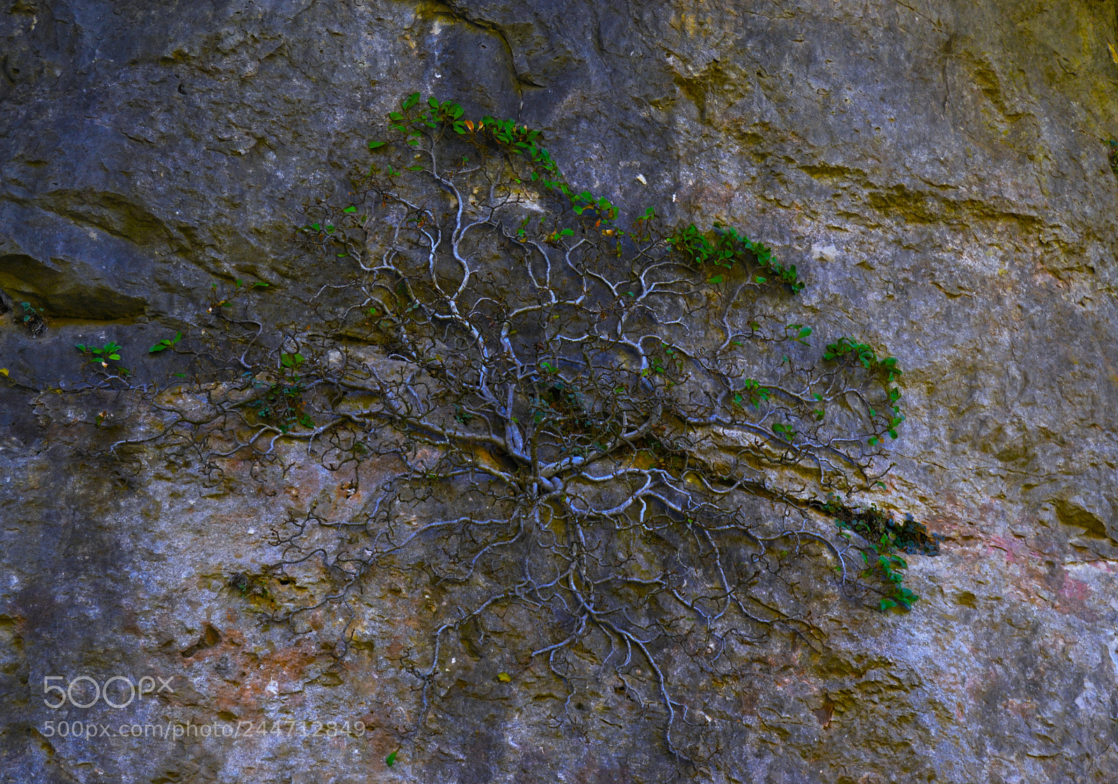 Nikon D3100 sample photo. Planta incrustada en roca photography