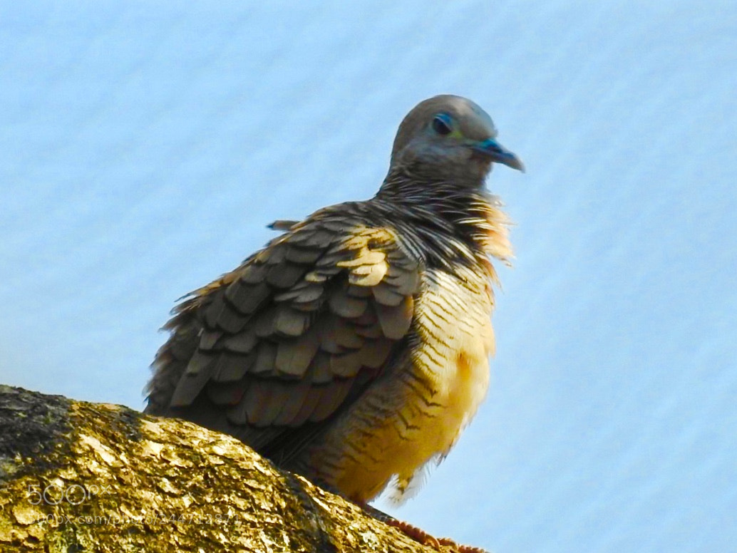 Nikon Coolpix P900 sample photo. Peaceful dove photography
