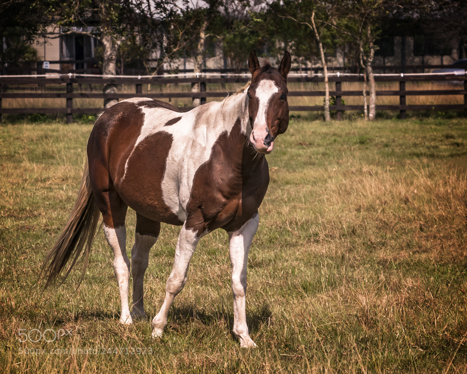 Nikon D200 sample photo. Catch a painted pony photography