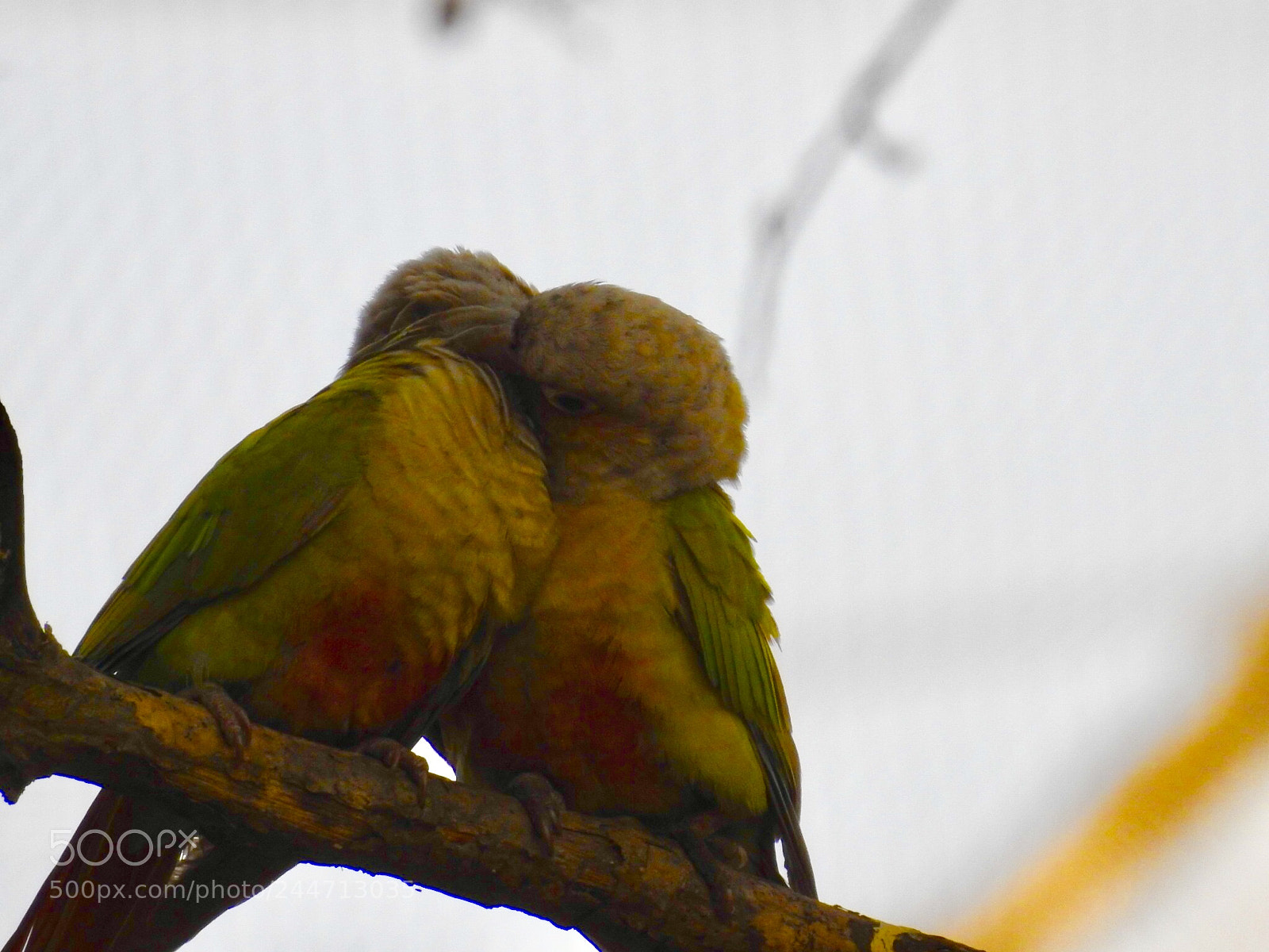 Nikon Coolpix P900 sample photo. Love birds photography