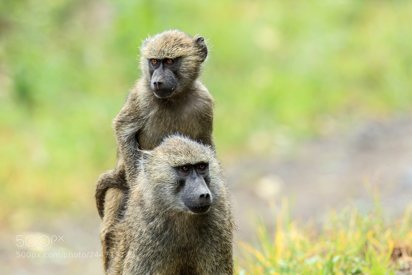 Canon EOS-1D Mark IV sample photo. Olive baboon riding piggyback photography