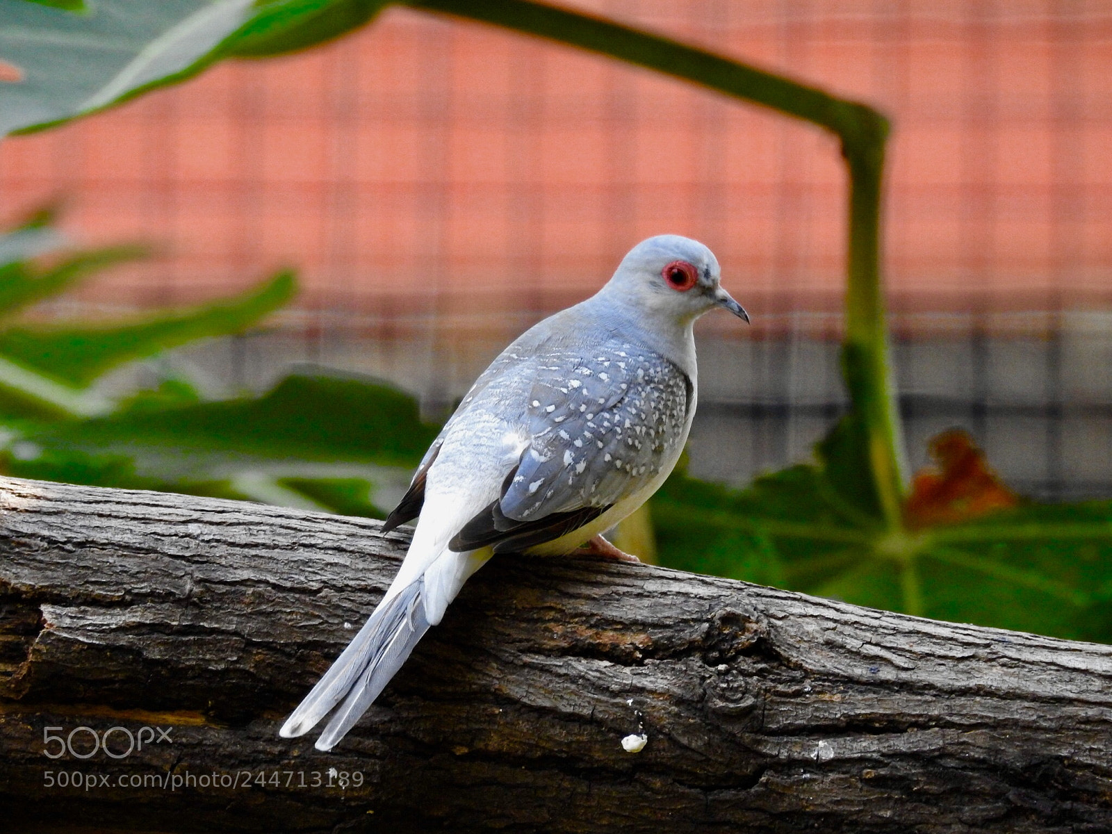 Nikon Coolpix P900 sample photo. Diamond dove photography