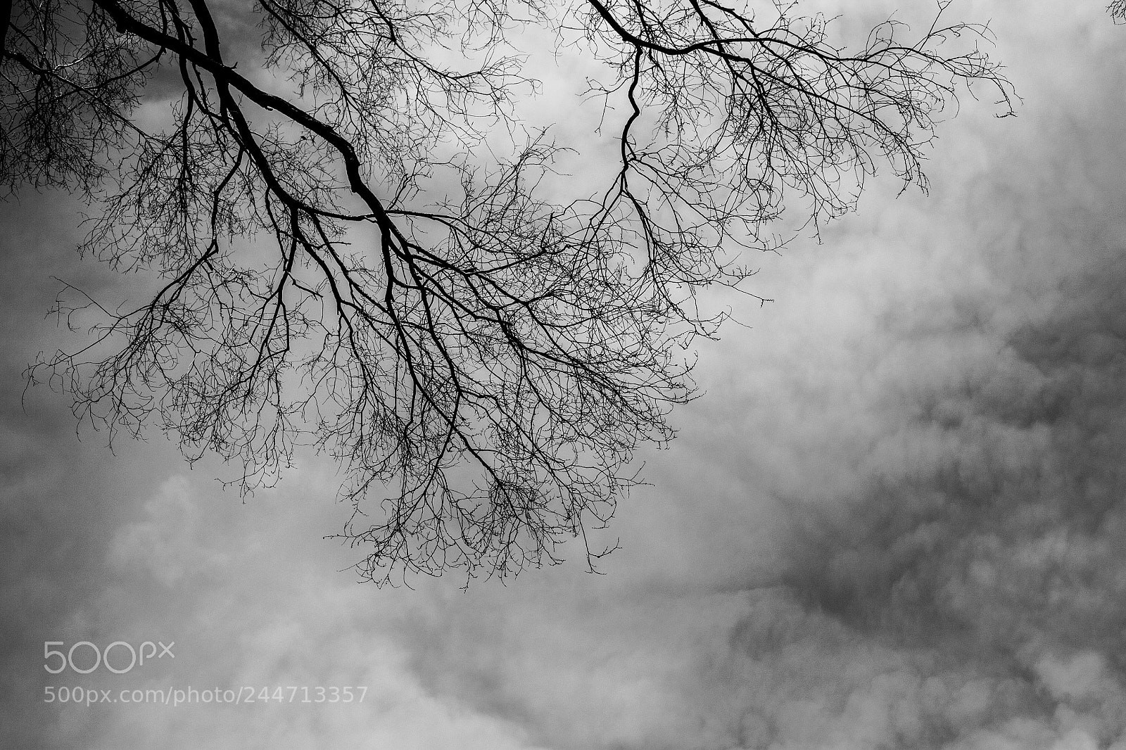 Canon EOS 5D sample photo. Tree photography
