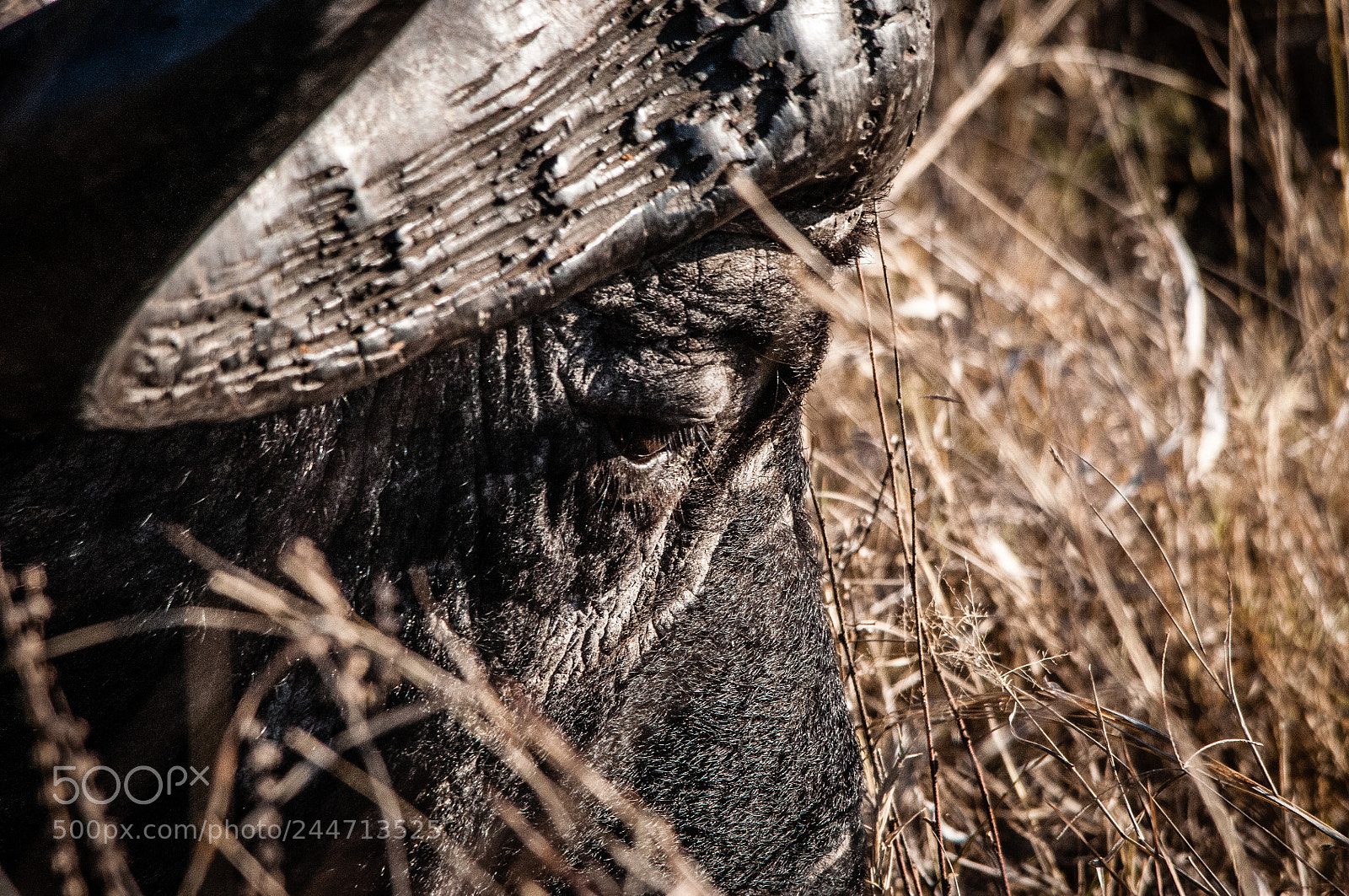 Nikon D300S sample photo. Buffalo in savana photography