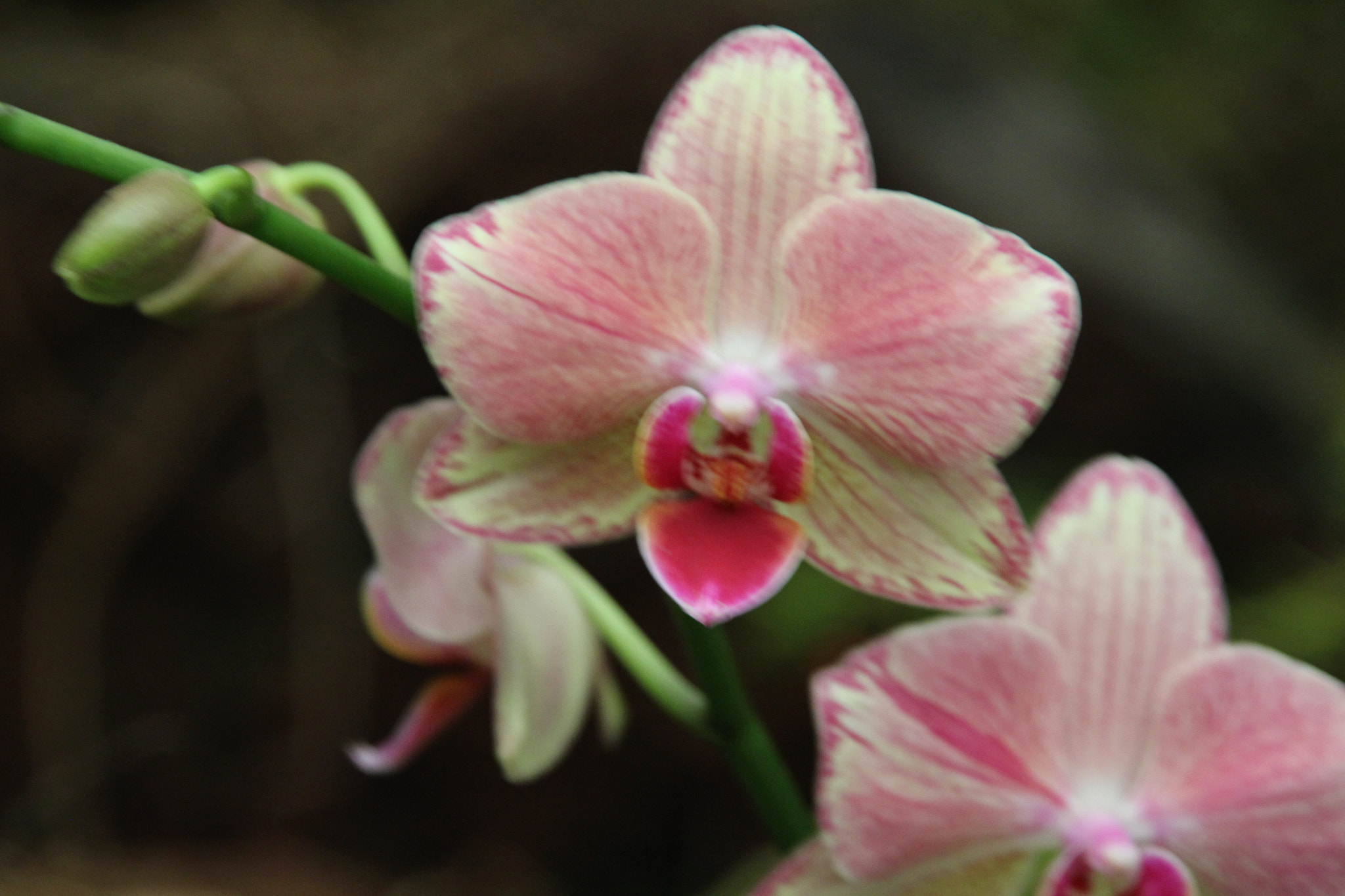 Canon EOS 700D (EOS Rebel T5i / EOS Kiss X7i) + Sigma 18-200mm f/3.5-6.3 DC OS sample photo. Beautiful orchid.... photography
