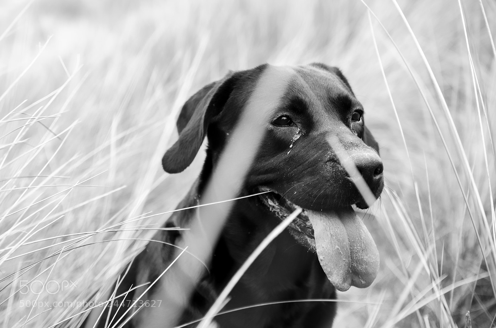 Nikon D5100 sample photo. Mila photography