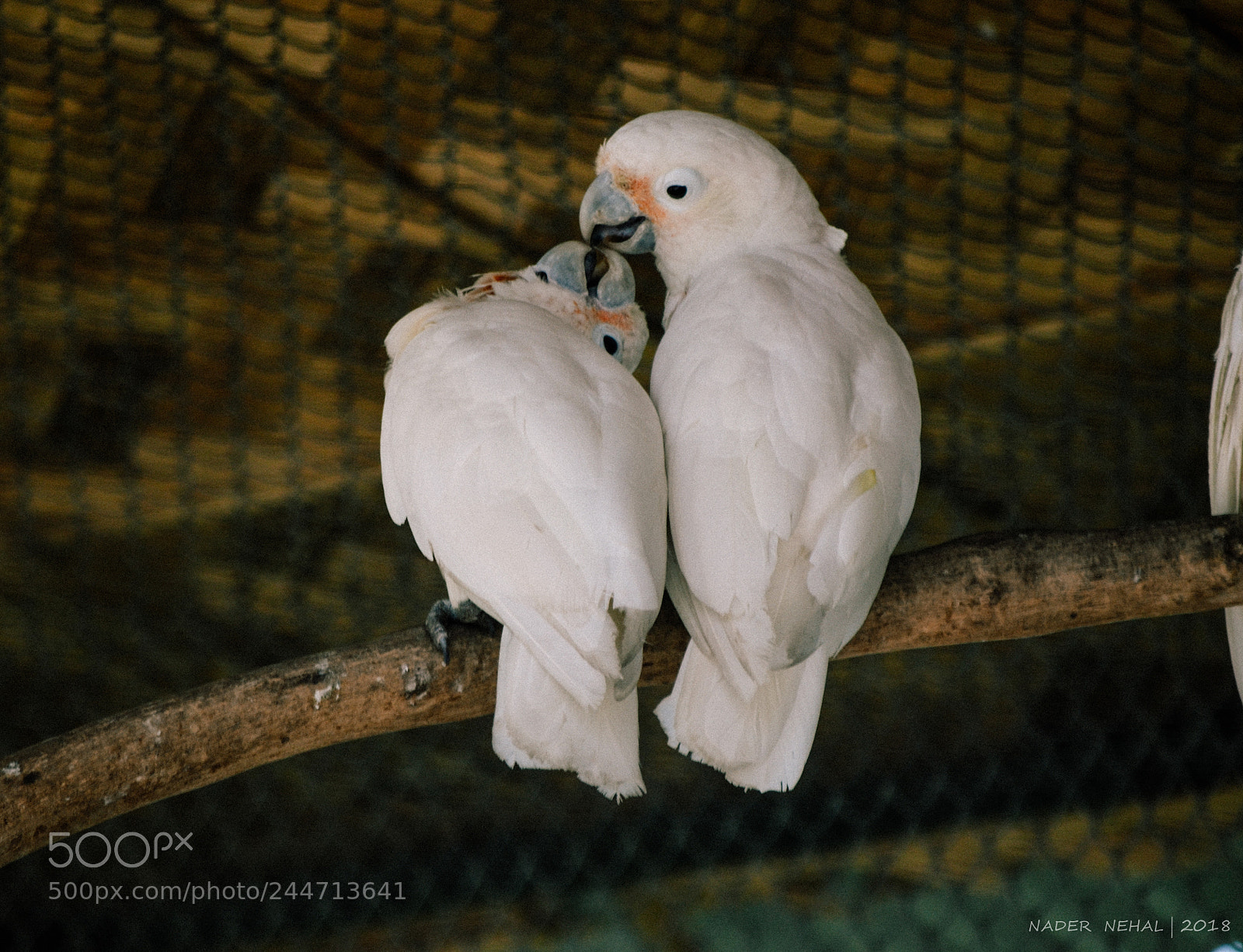 Nikon D5100 sample photo. Birds photography