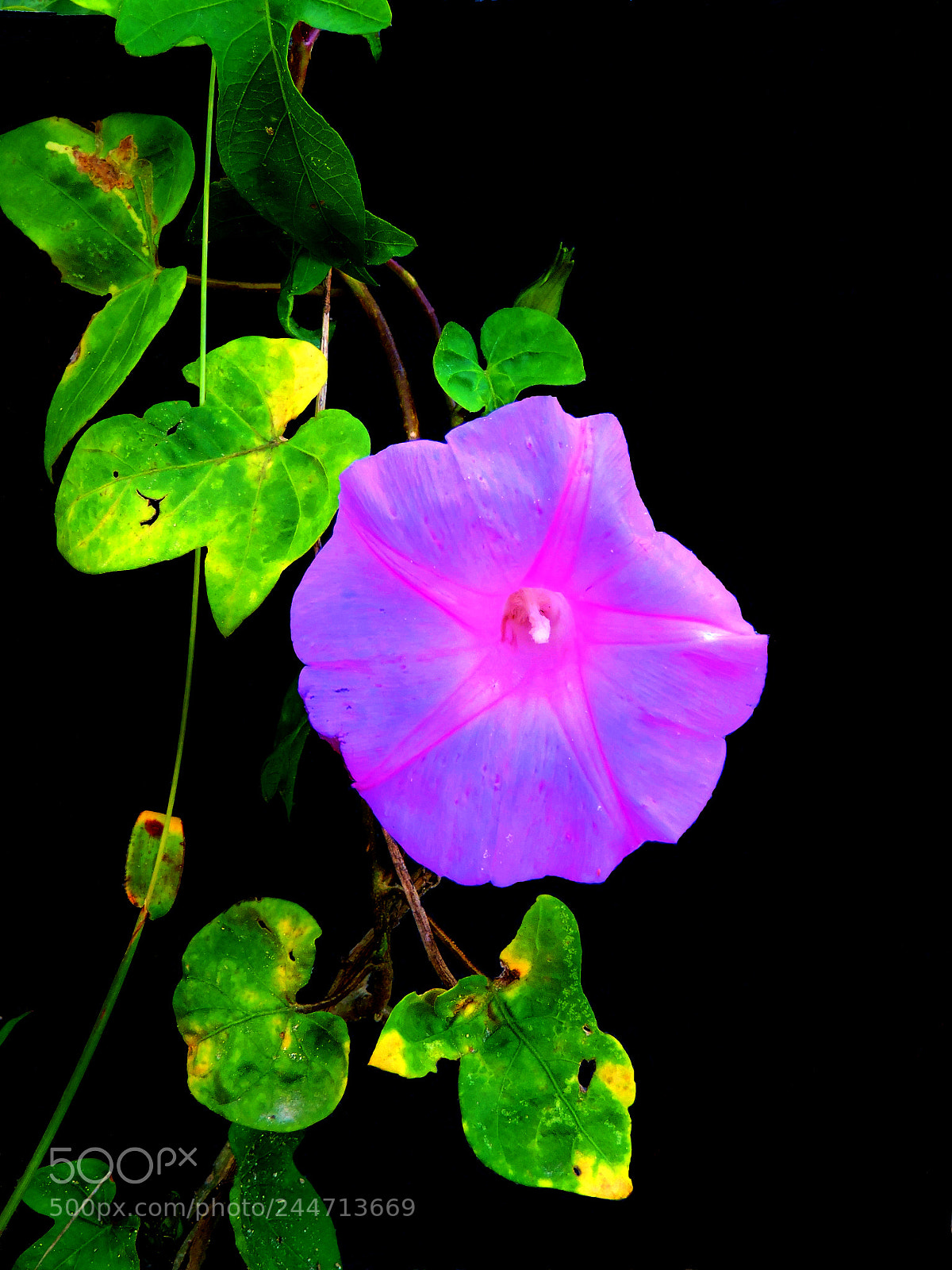 Nikon Coolpix P530 sample photo. Morning glory during the photography