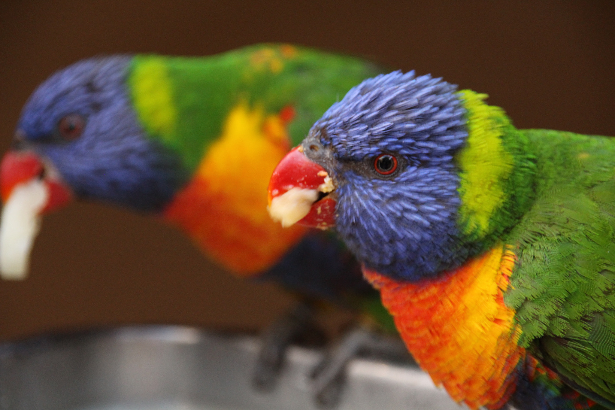 Canon EOS 700D (EOS Rebel T5i / EOS Kiss X7i) + Sigma 18-200mm f/3.5-6.3 DC OS sample photo. Greedy parrot. photography