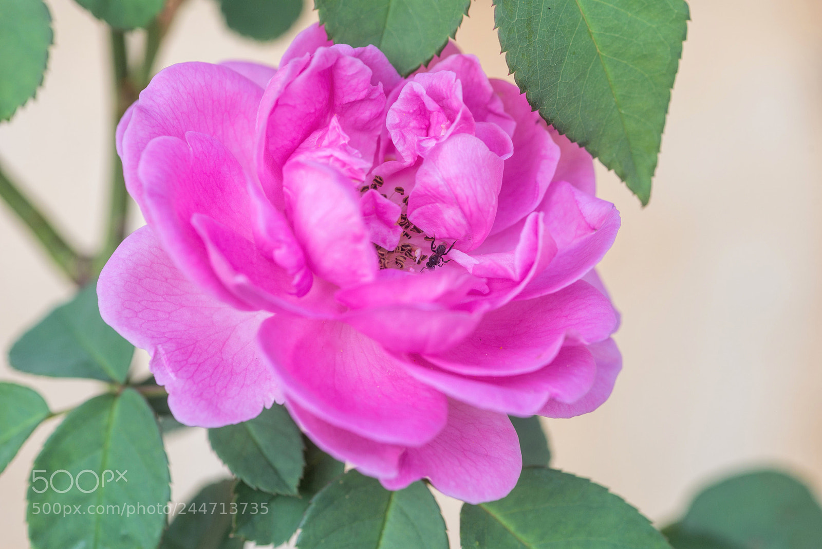 Nikon D610 sample photo. A rose by any photography