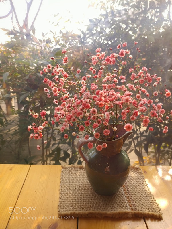 LG V20 sample photo. Flower photography