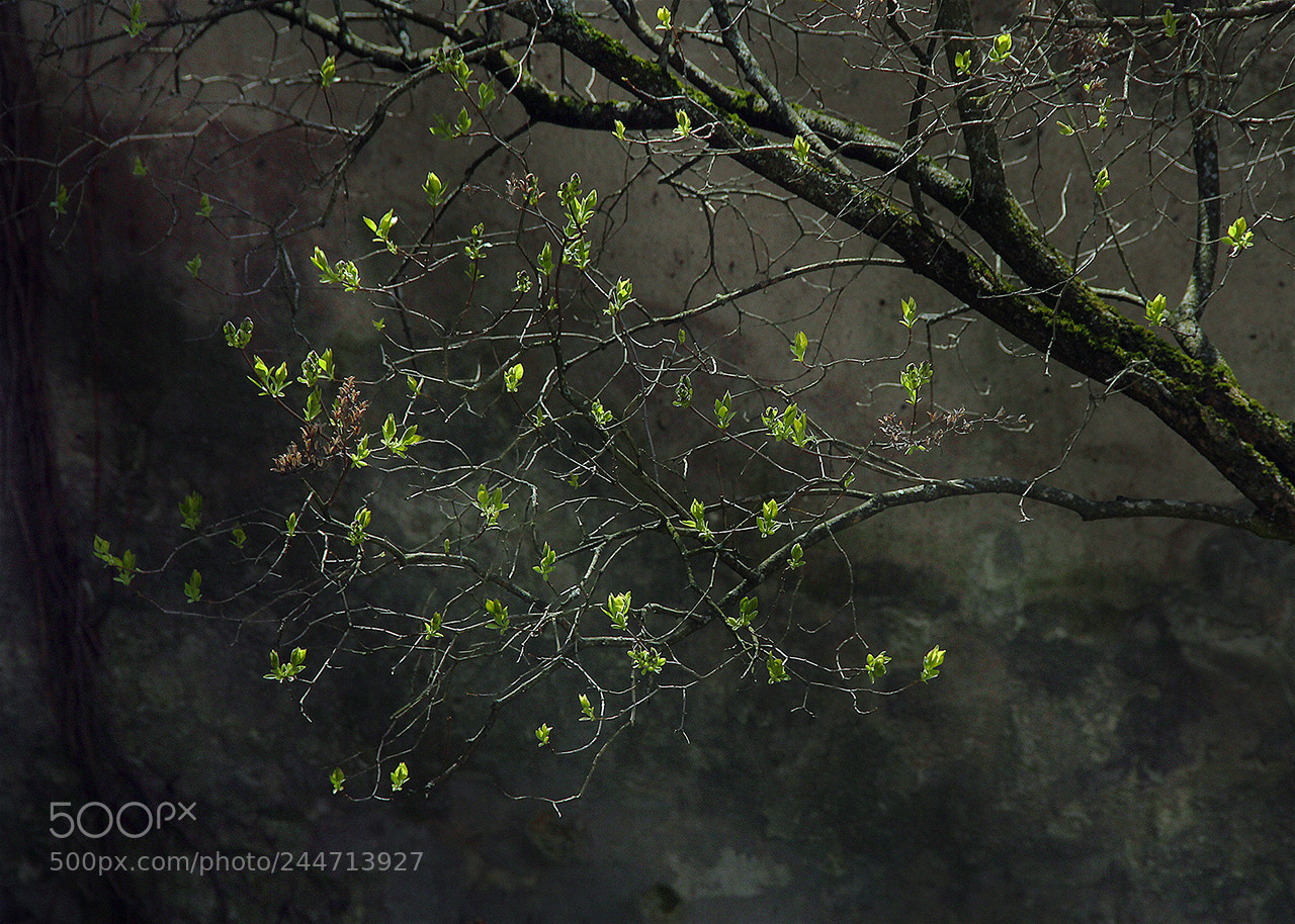 Canon EOS 550D (EOS Rebel T2i / EOS Kiss X4) sample photo. Spring is coming photography