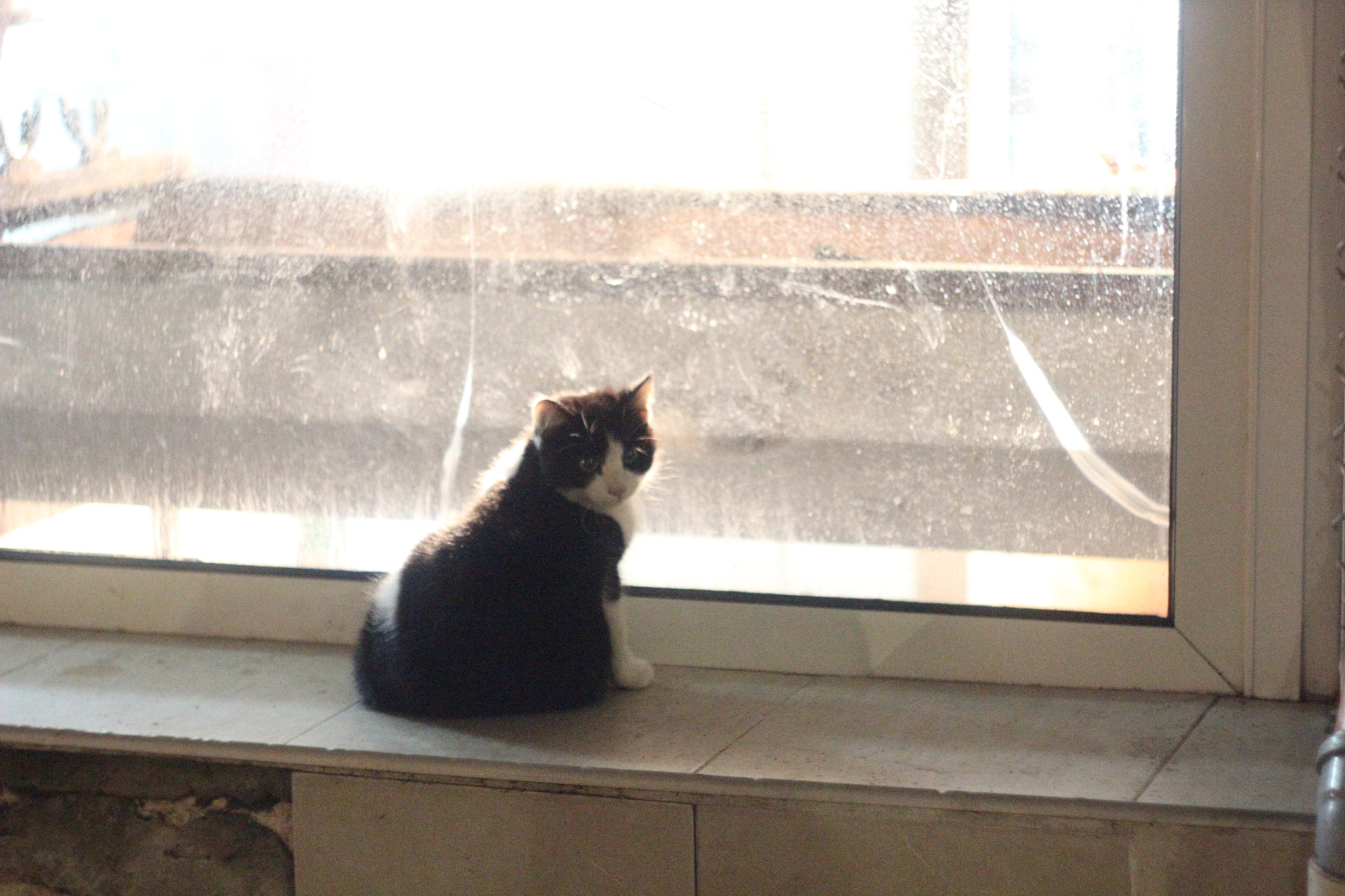 Canon EF 35-80mm f/4-5.6 sample photo. Kitty photography