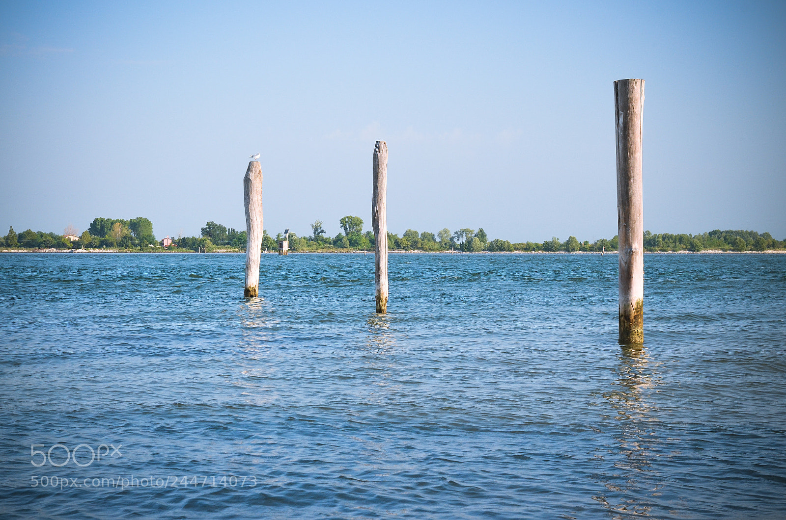 Nikon D5100 sample photo. Wooden poles photography