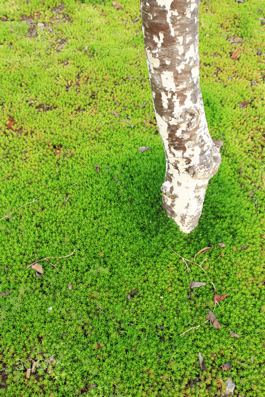 Canon EF 17-40mm F4L USM sample photo. Moss carpet photography