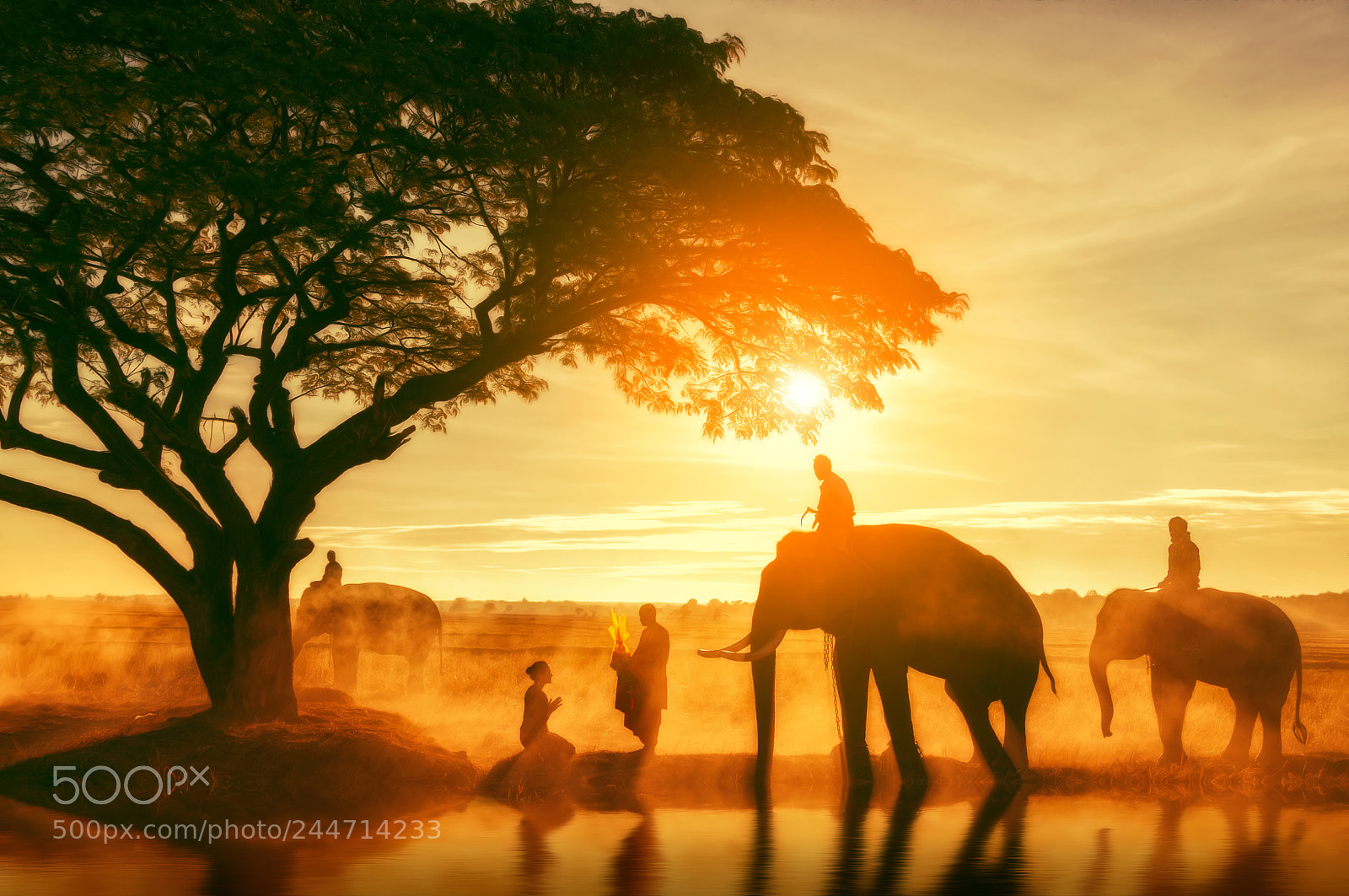 Nikon D90 sample photo. Big elephant and mahout photography