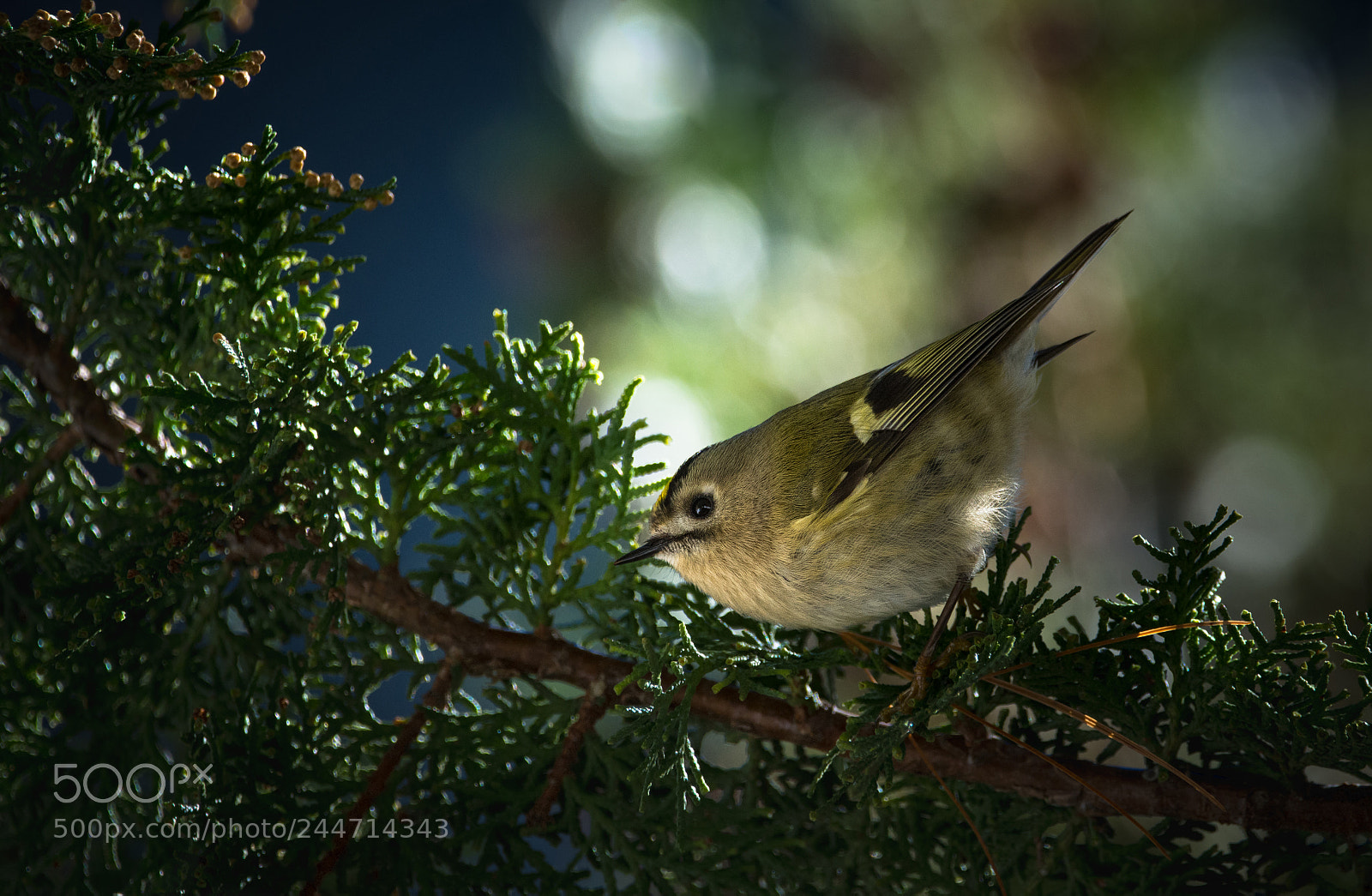 Nikon D7200 sample photo. Kinglet photography