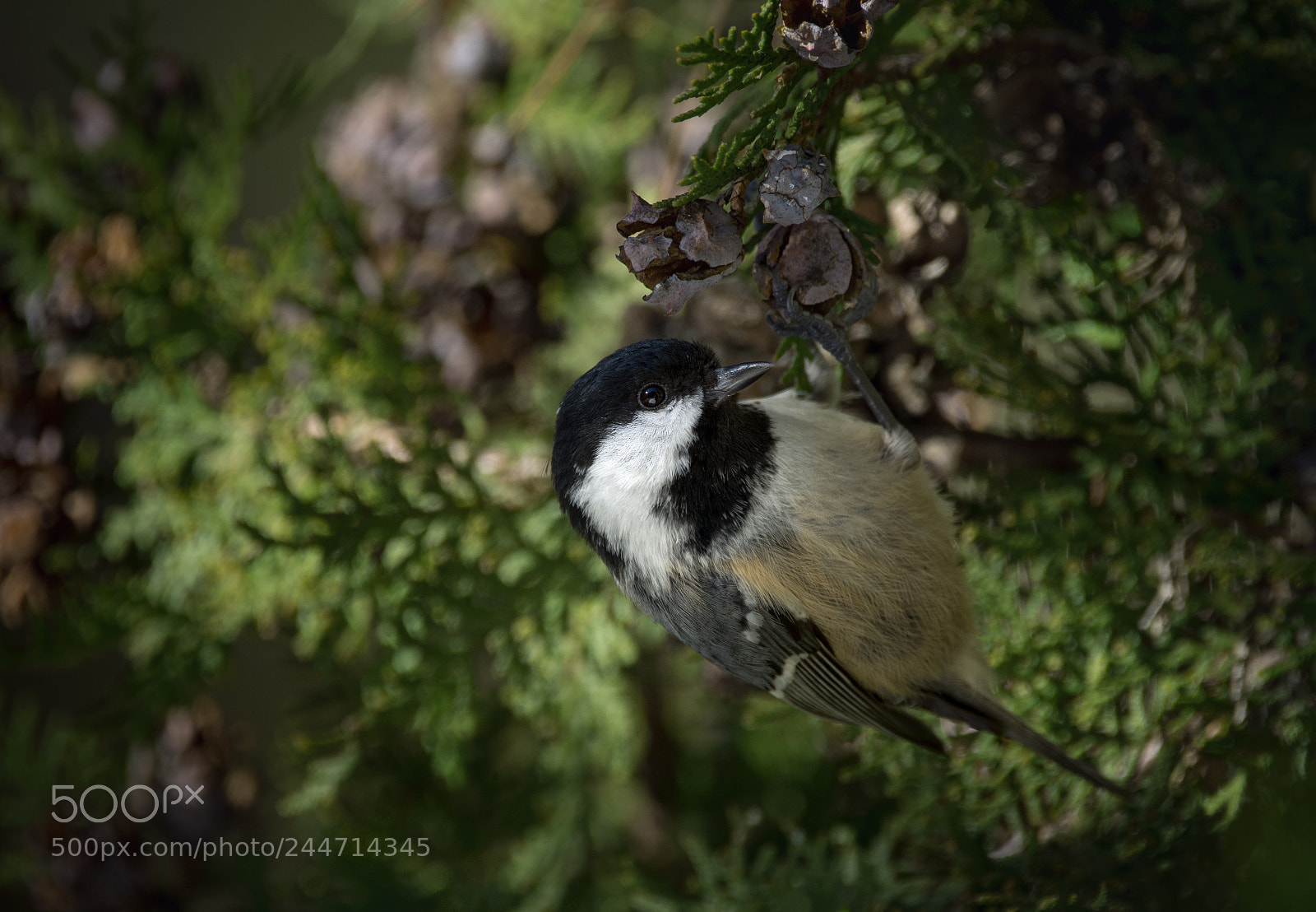 Nikon D7200 sample photo. Tit photography