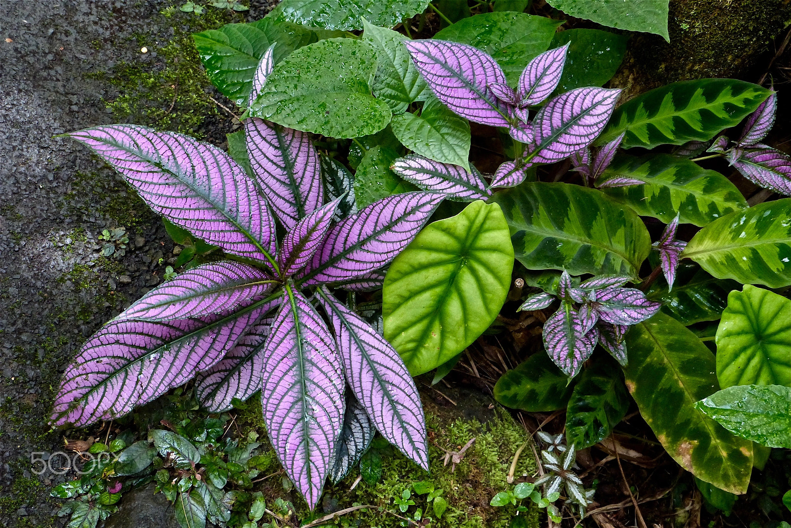 Panasonic Lumix DMC-FZ47 (Lumix DMC-FZ48) sample photo. Colorful calatheas photography