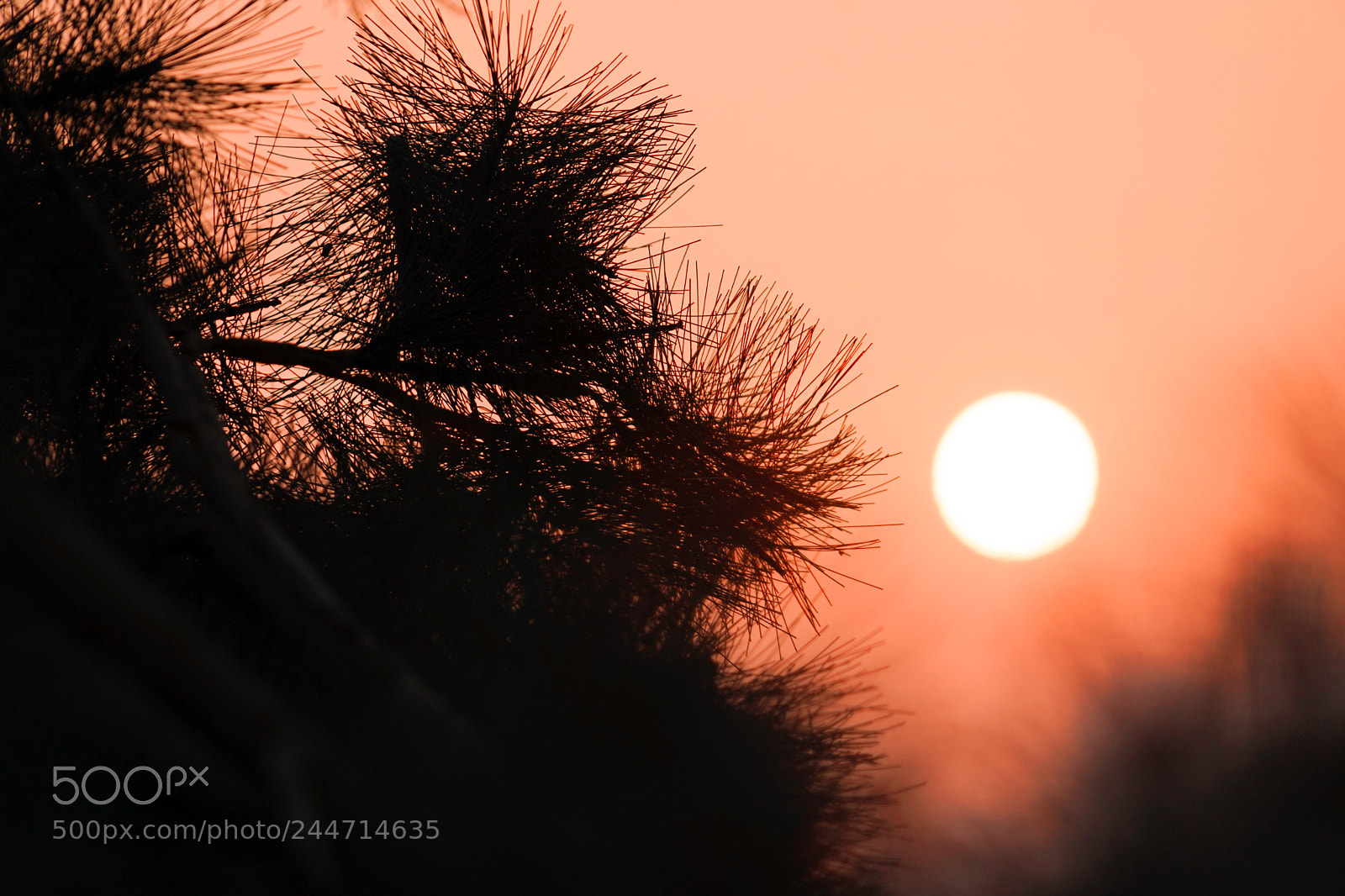 Sony a7 II sample photo. Cucoloris photography
