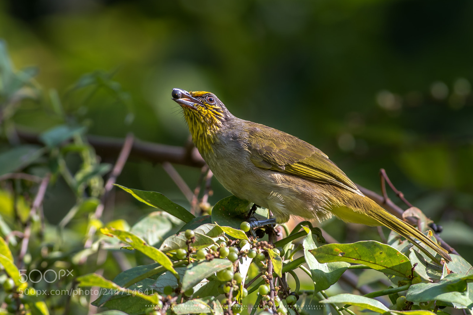 Nikon D810 sample photo. Stripe-throated bulbul photography