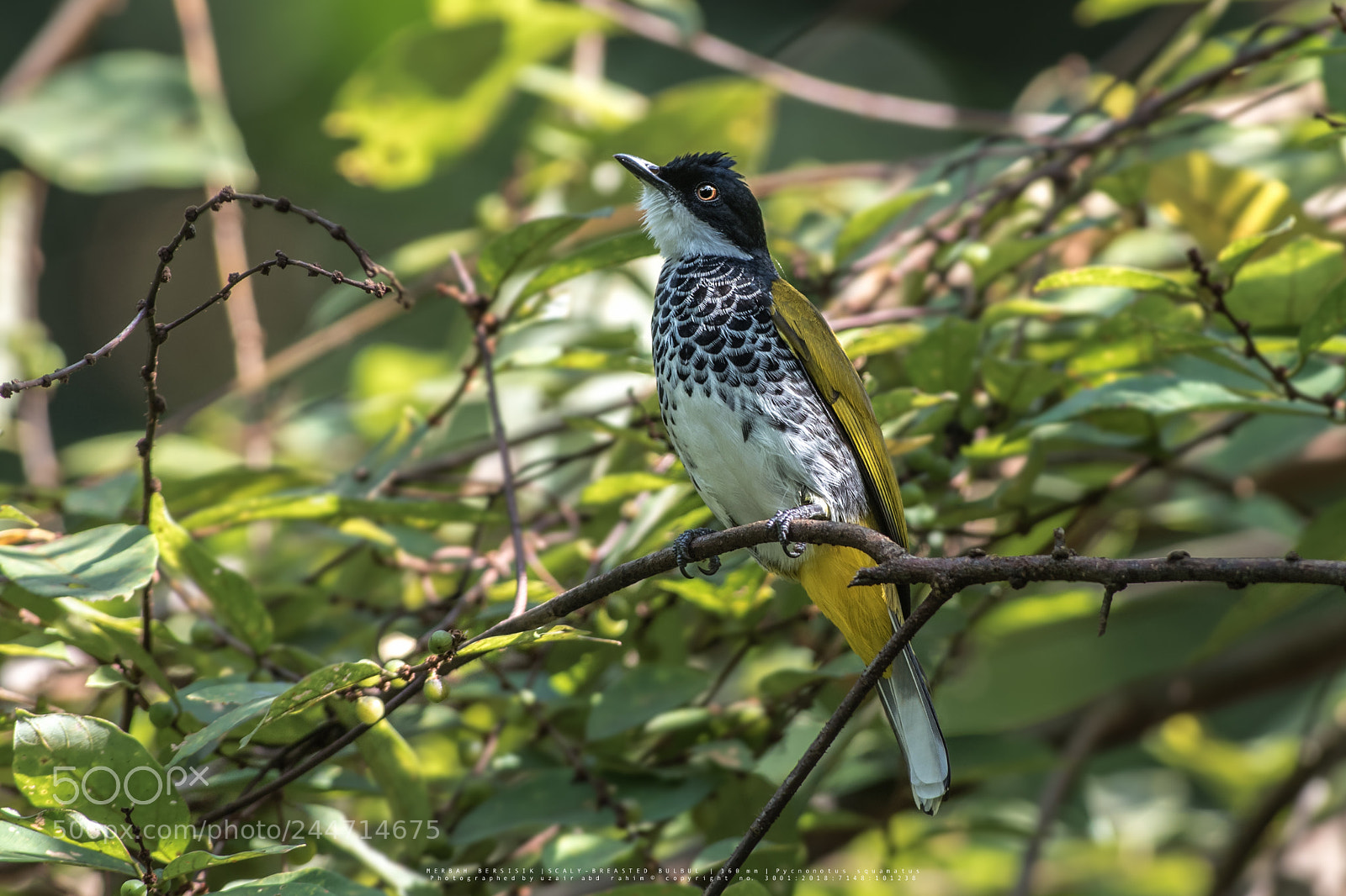Nikon D810 sample photo. Scaly-breasted bulbul photography