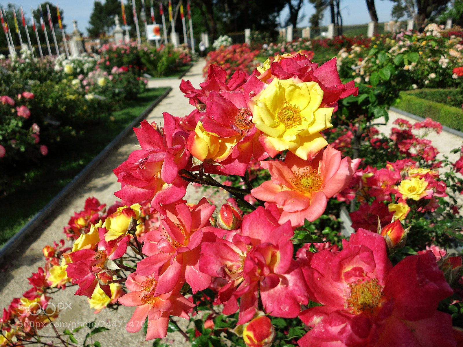 Canon PowerShot S110 sample photo. El que de amarillo photography