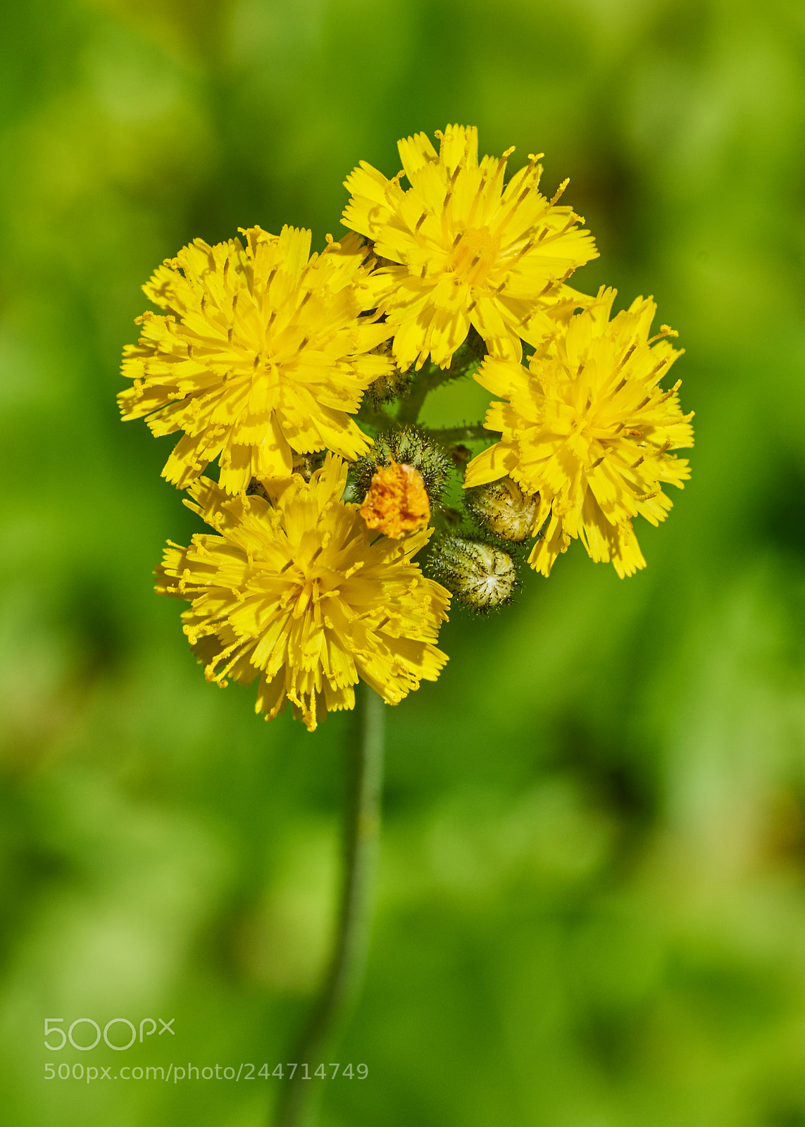 Sony a7R II sample photo. Yellow hawkweed photography