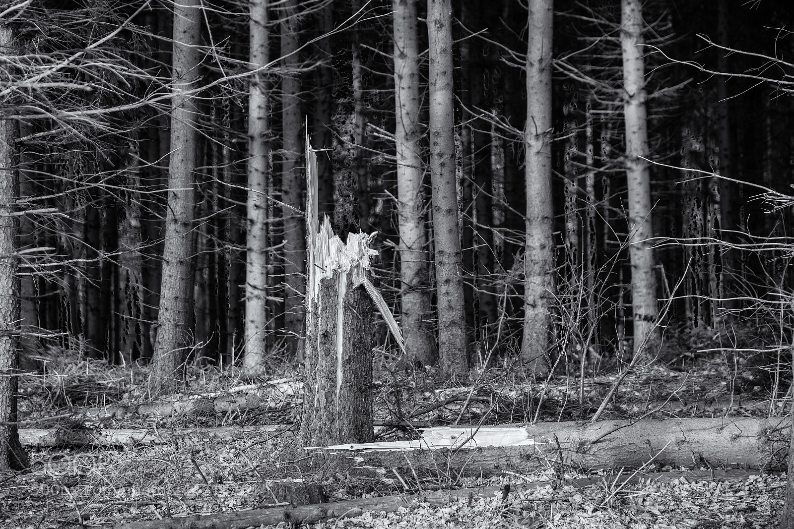 Nikon D600 sample photo. Sturmopfer.... photography