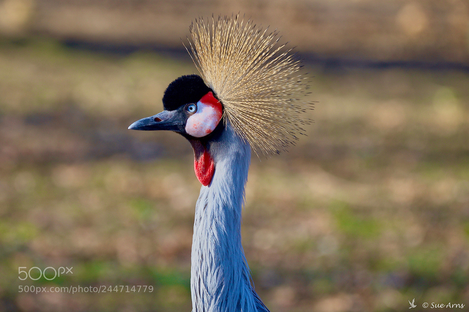 Canon EOS-1D X Mark II sample photo. A beauty photography