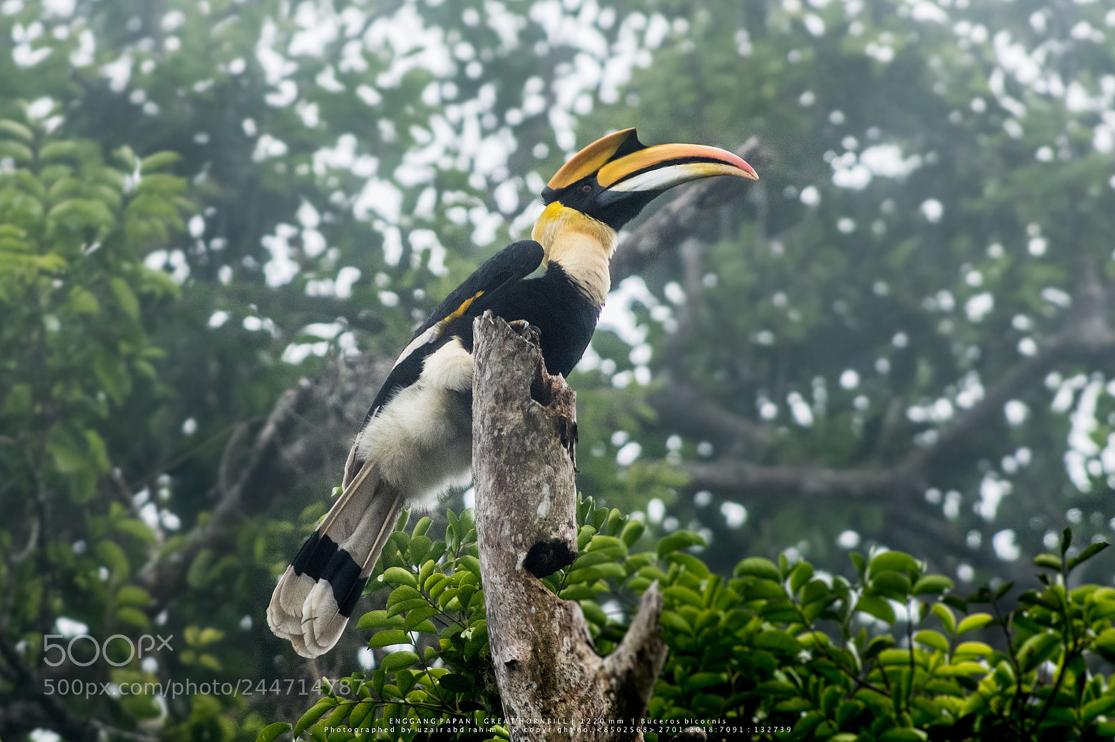 Nikon D810 sample photo. Great hornbill photography