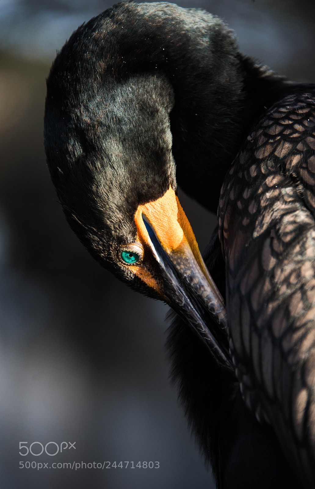 Nikon D810 sample photo. Green eye photography